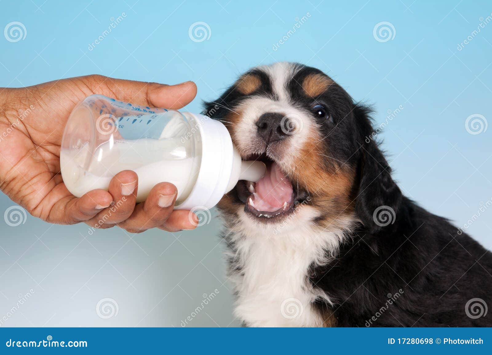 Milk and puppy stock photo. Image of mountain, dogs, purebred 17280698