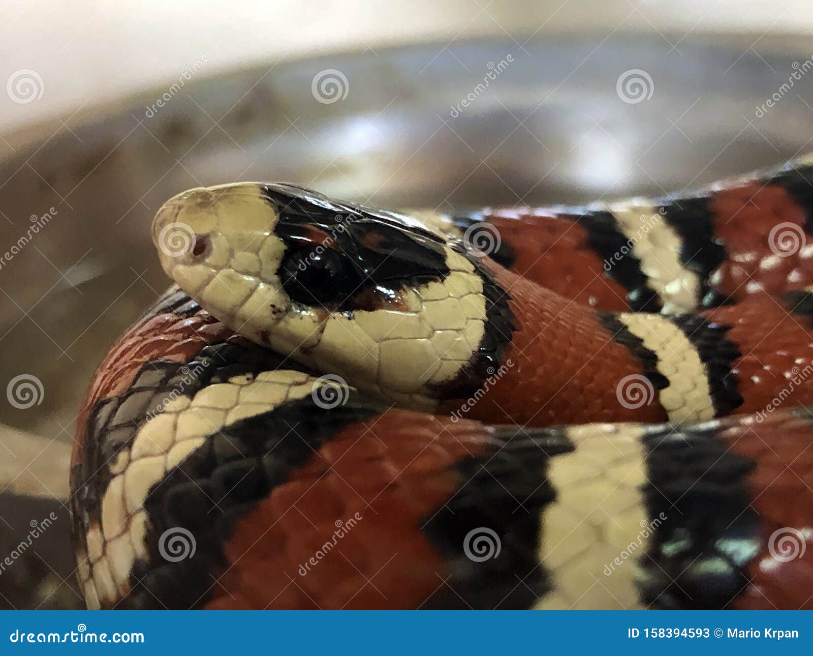 eastern milksnake captive eastern milksnake captive