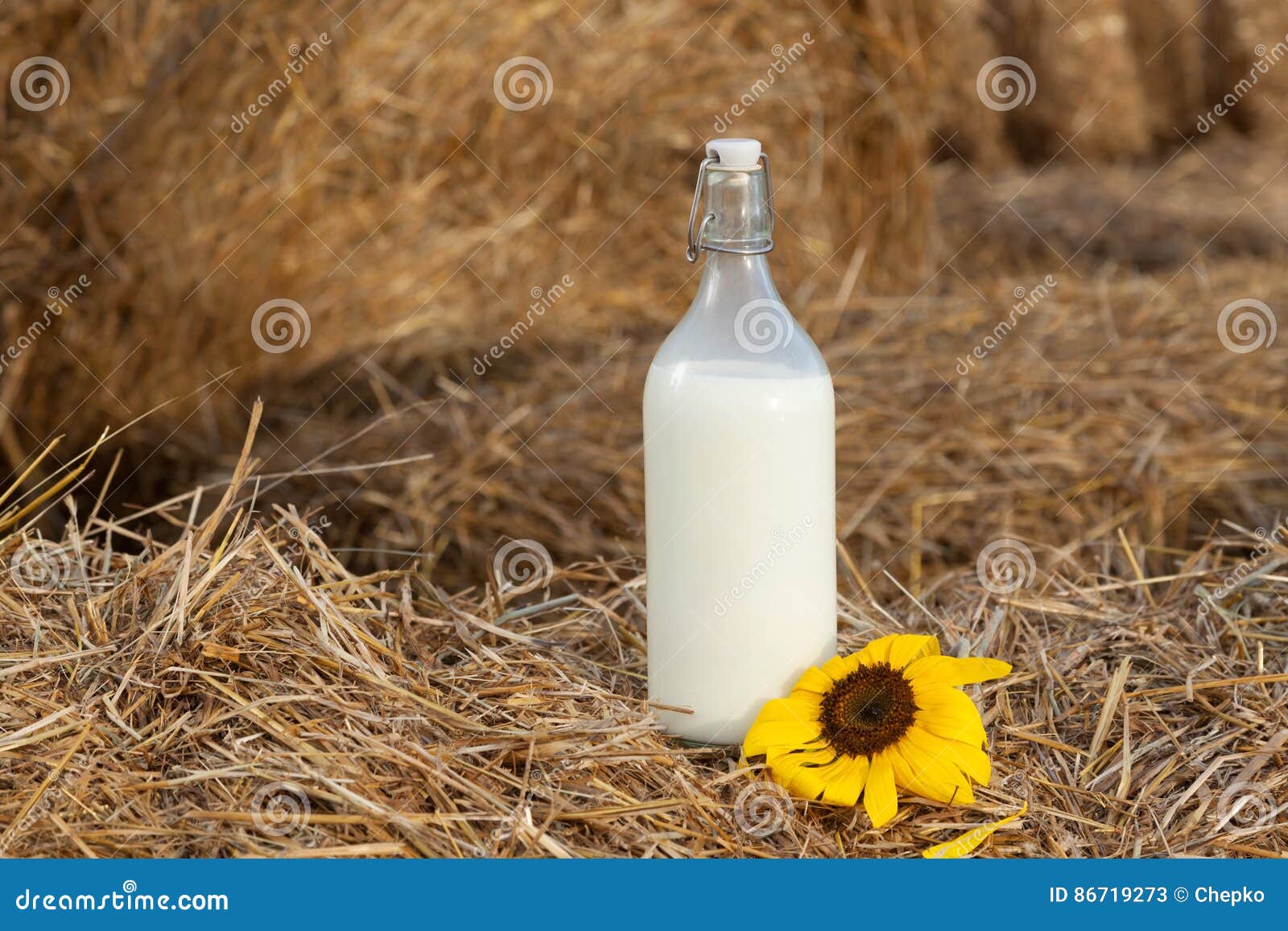 Milk and Sunflower in a Haystack Stock Image Image of lifestyle, farm