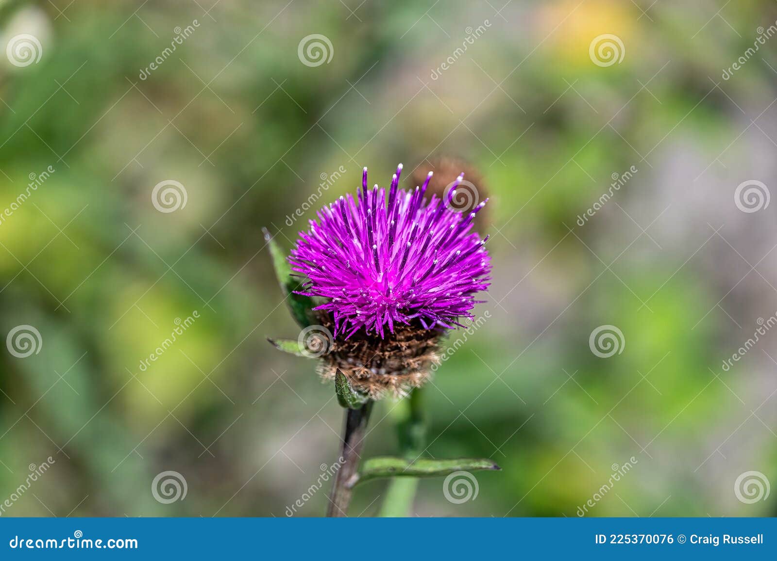 Milk Thistle Bloom Growing in the Sun Stock Photo Image of medicinal