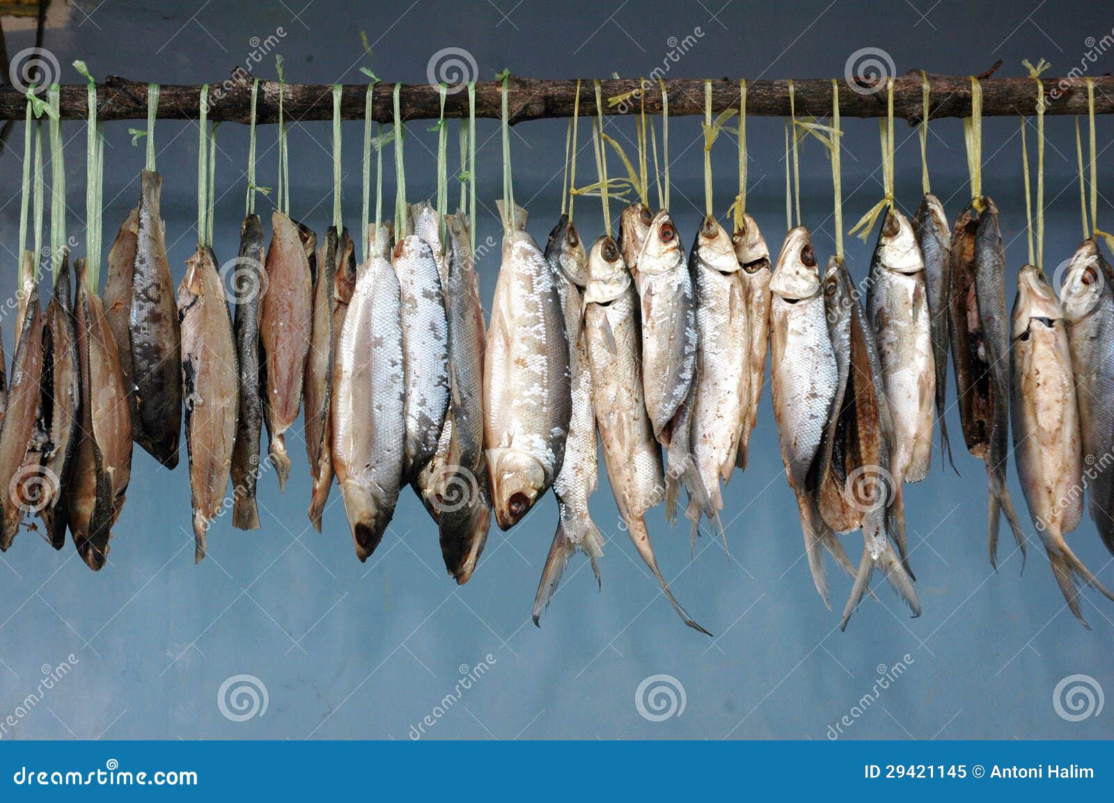 Бечева на которую нанизывают рыбу. Рыба сушится на веревке. Сушеная рыба на веревке. Вяленая рыба висит. Сушеная рыба висит.