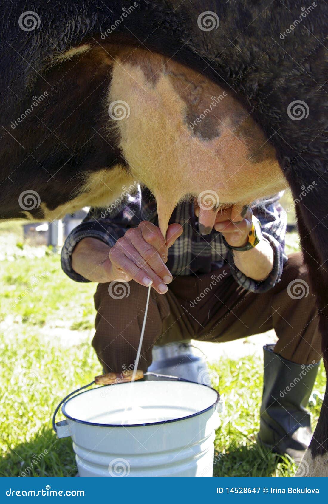 Milking Of A Cow Stock Image Im