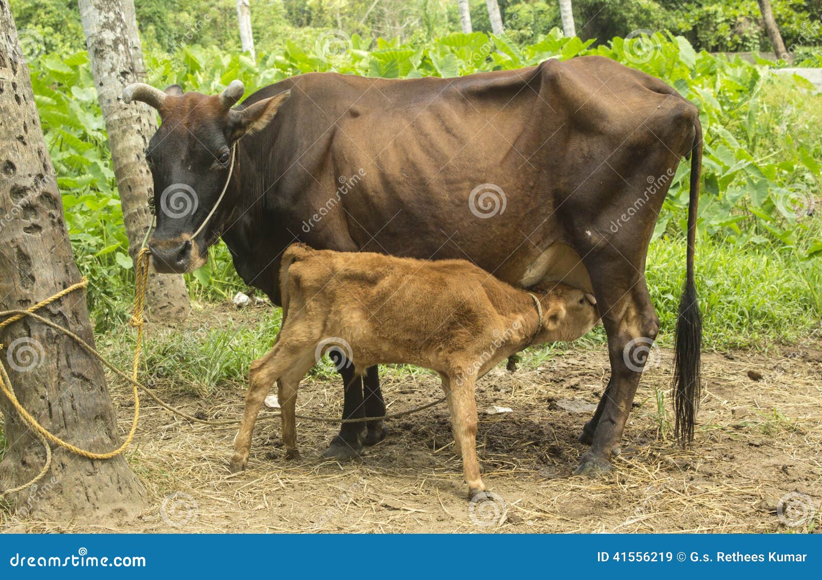 Milking cow stock image. Image of farm, field, baby, village 41556219