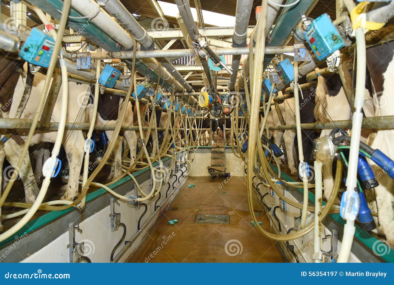 dairy farming business plan – very profitable business to