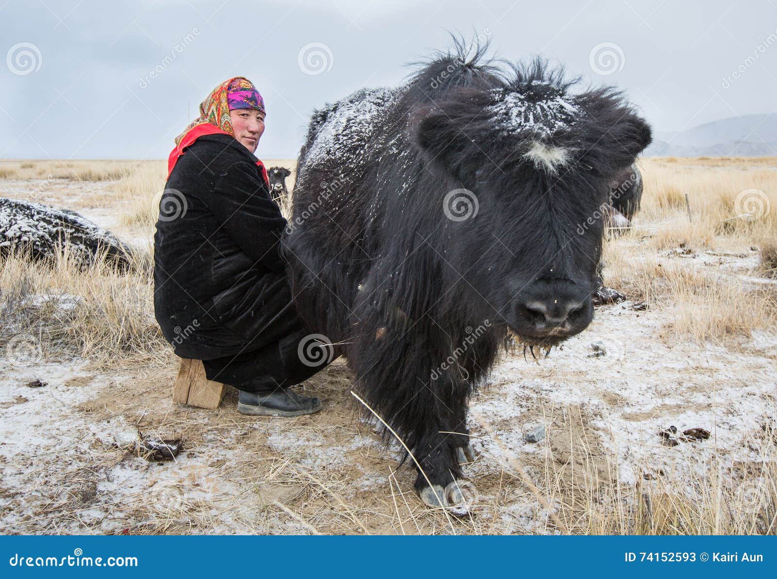 milking-yak-bayan-ulgii-mongolia-circa-o