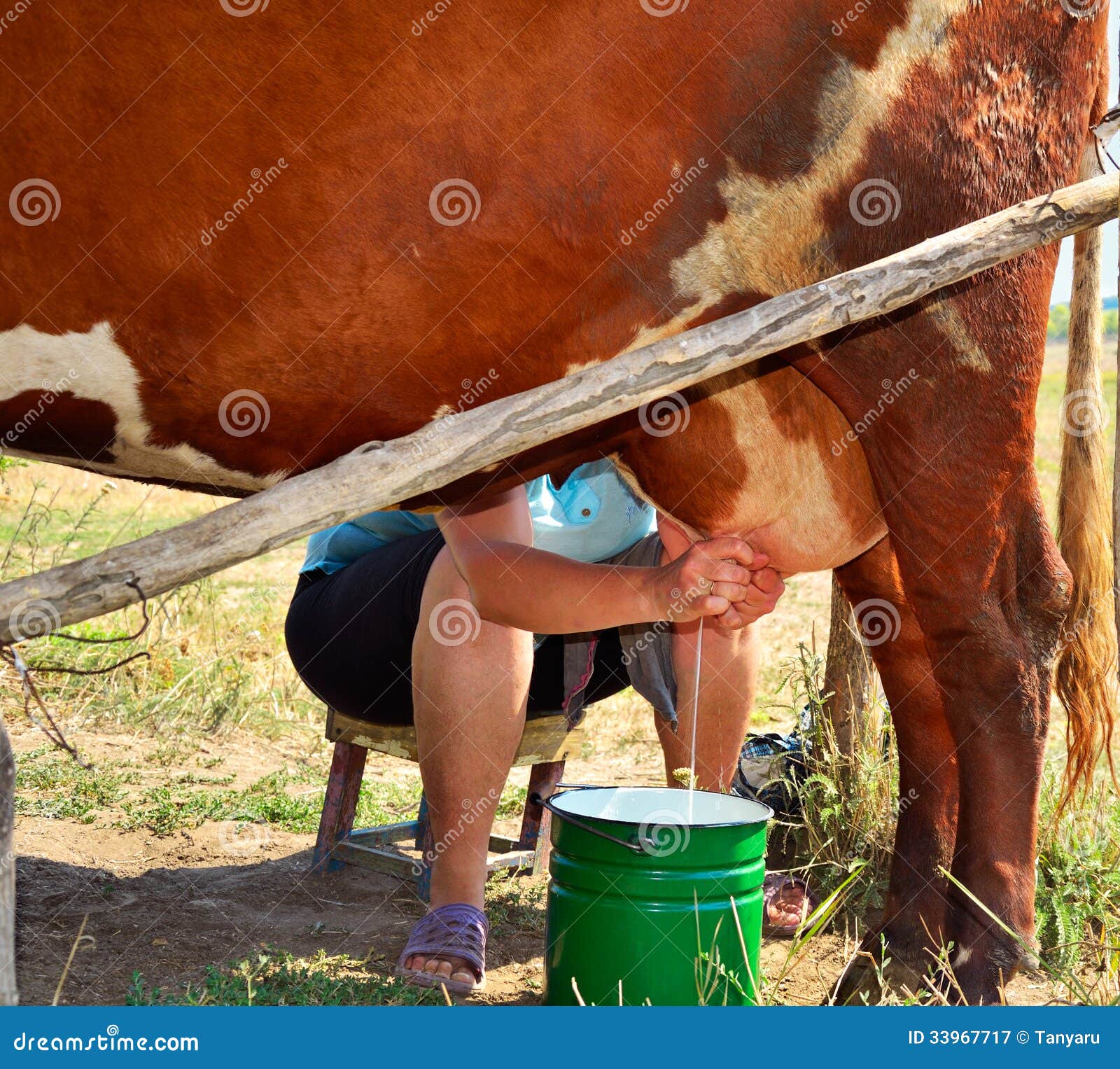 milkmaid milking a cow square format