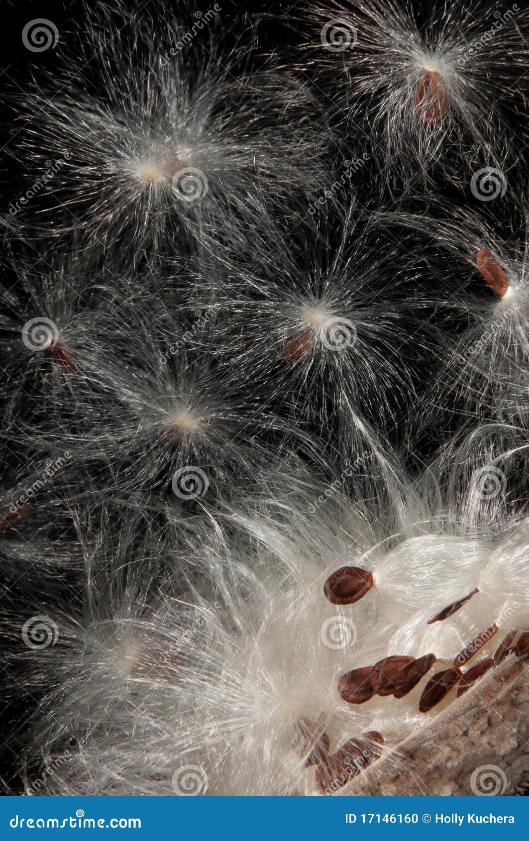 milkweed (asclepias) seeds & pod