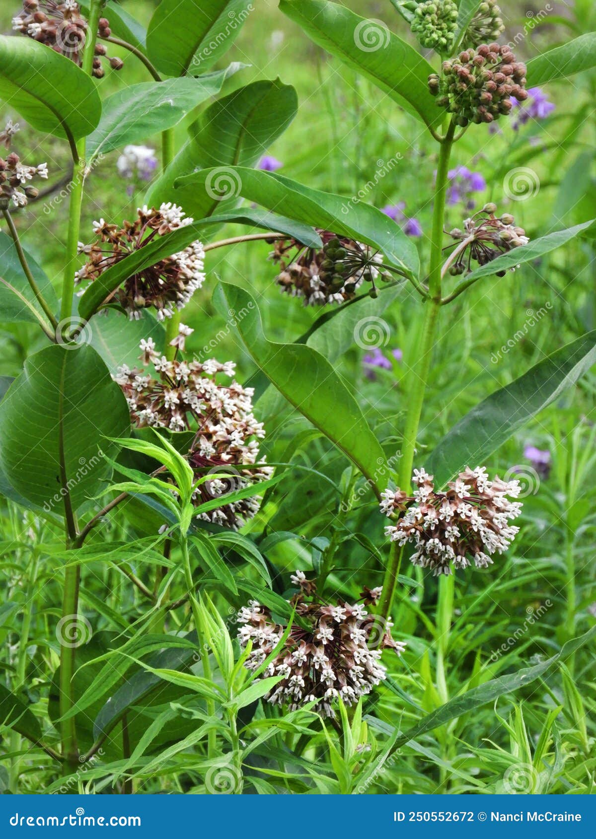 Milkweed Flower Clusters in Open in Pollinator Field Stock Photo