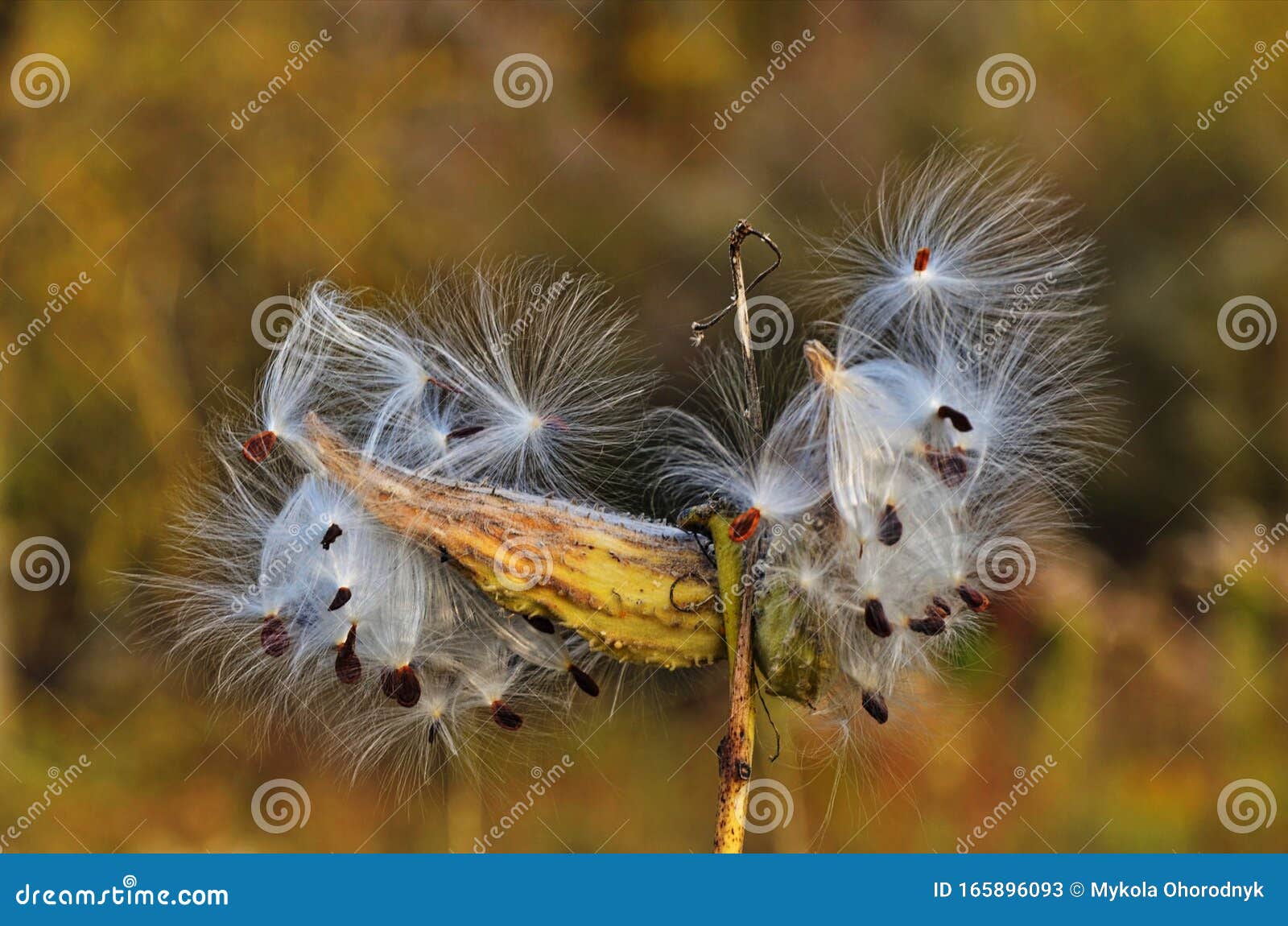 closeup of white fluff from a weed blowing in the wind Stock Photo