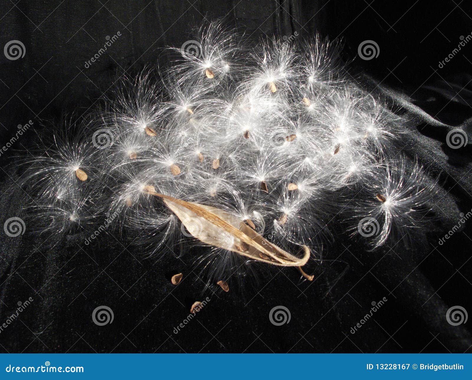 milkweed seed explosion, asclepias family