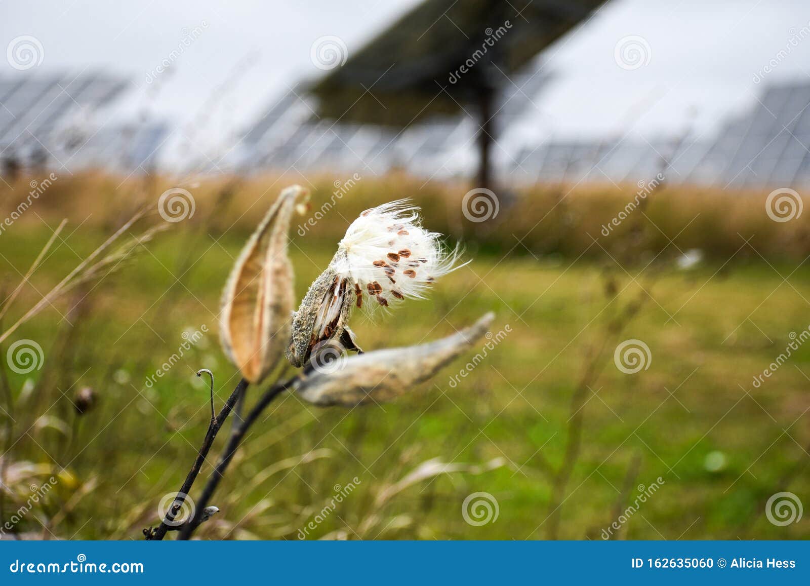 milkweed in seed with multiple large solar panels farm in the background. renewable resources