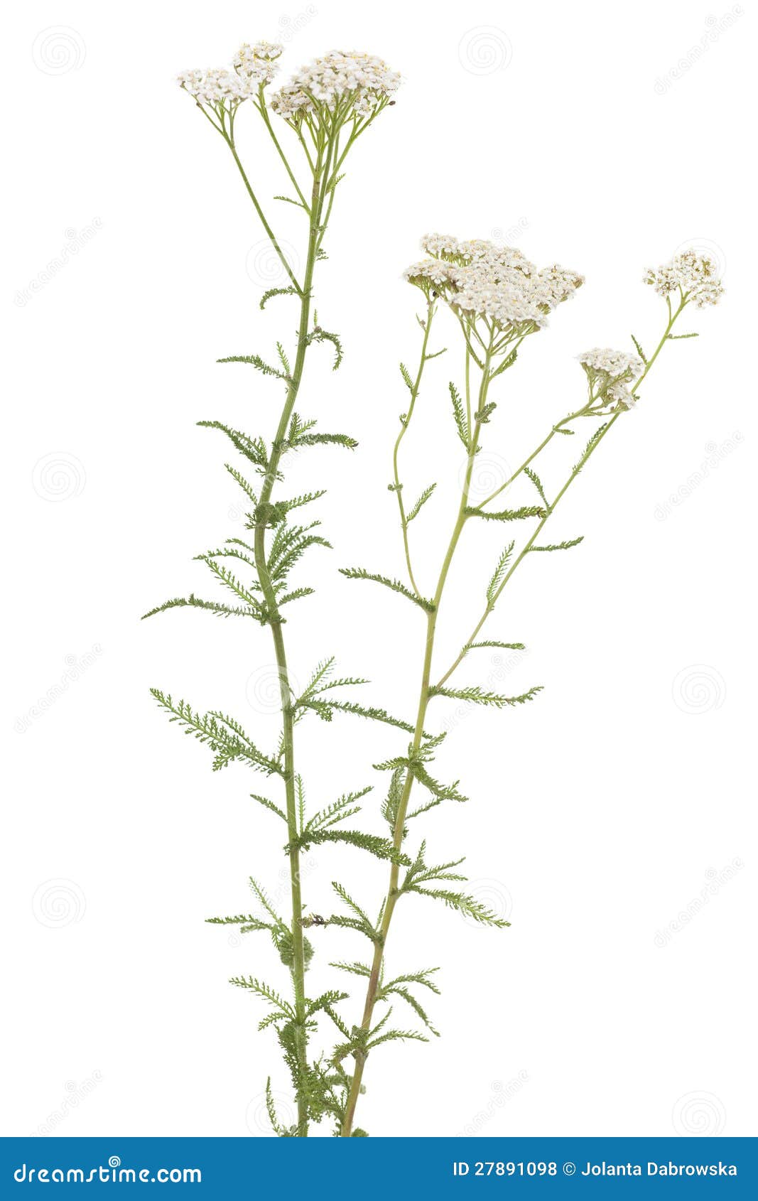 Millefolium van Achillea stock foto. Image of bloem, bloeiwijze - 27891098