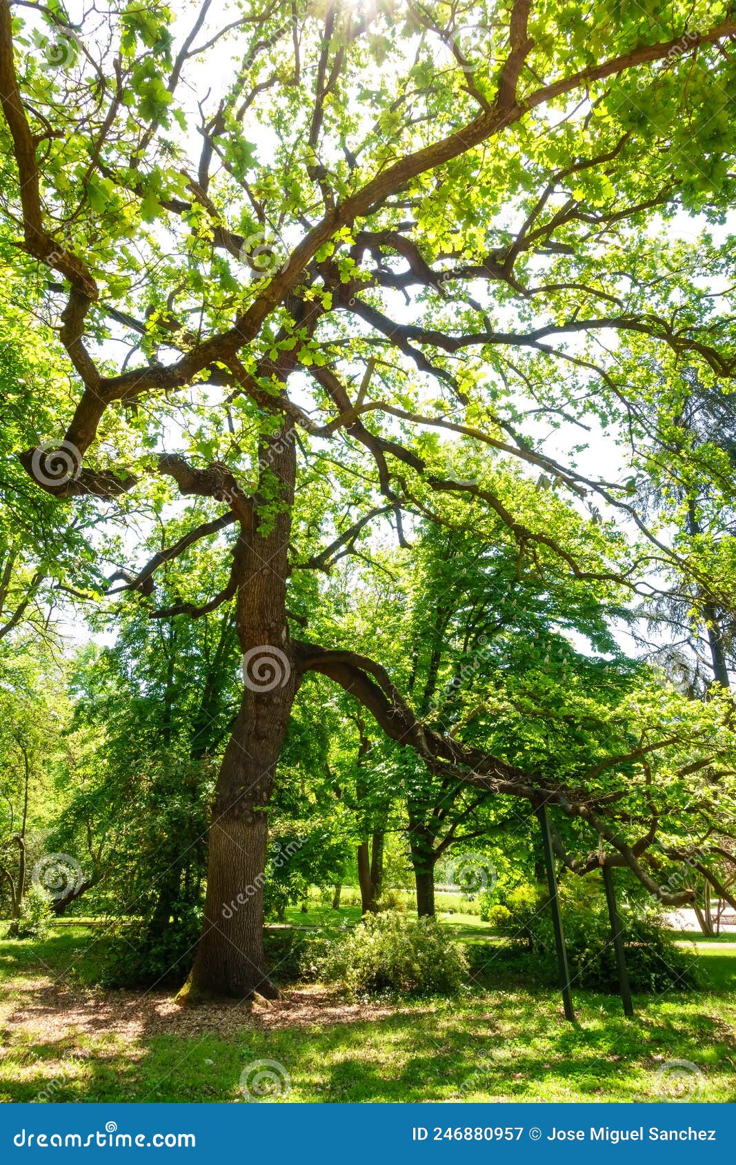millenary oak with more than two thousand years of age in the campo del moro park in madrid.