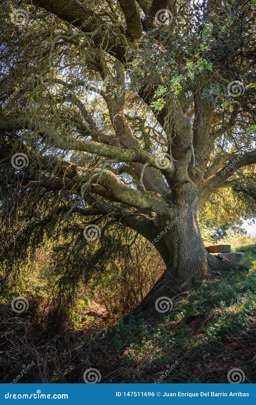 millenary oak in the province of segovia in the small town of madriguera spain