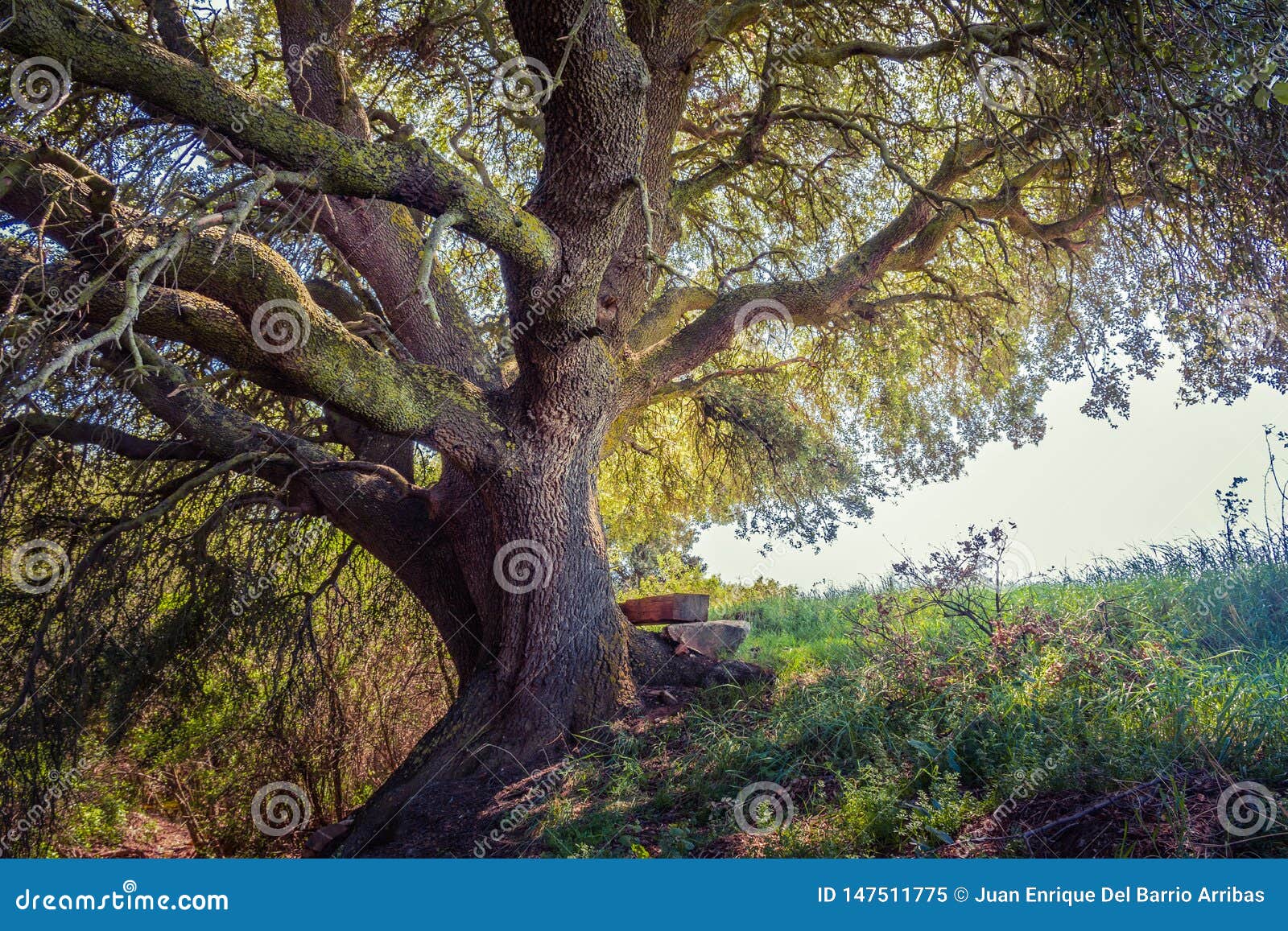 millenary oak in the province of segovia in the small town of madriguera spain
