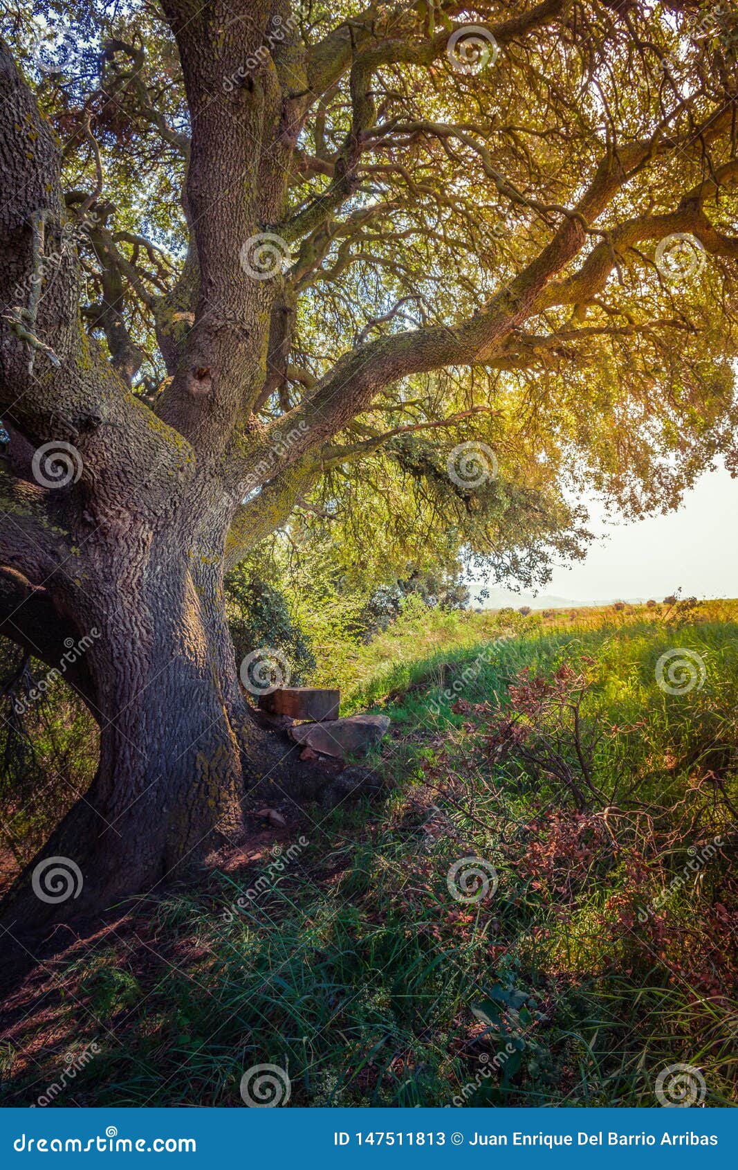 millenary oak in the province of segovia in the small town of madriguera spain