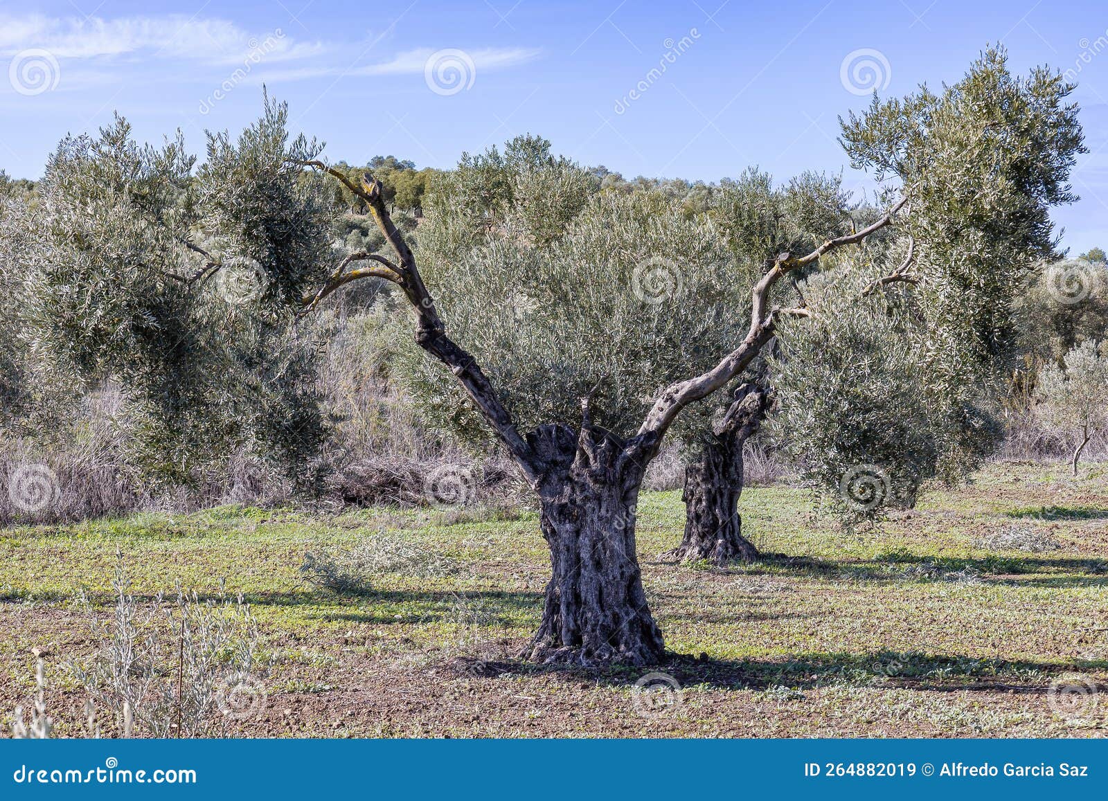 millenary olive tree in an olive plantation for the production of extra virgin olive oil in andalusia, spain
