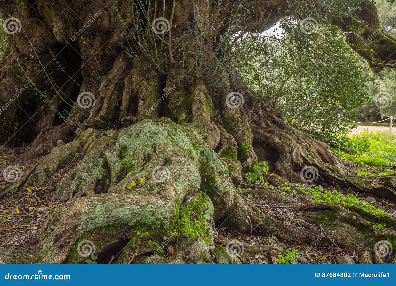 millenary olive tree