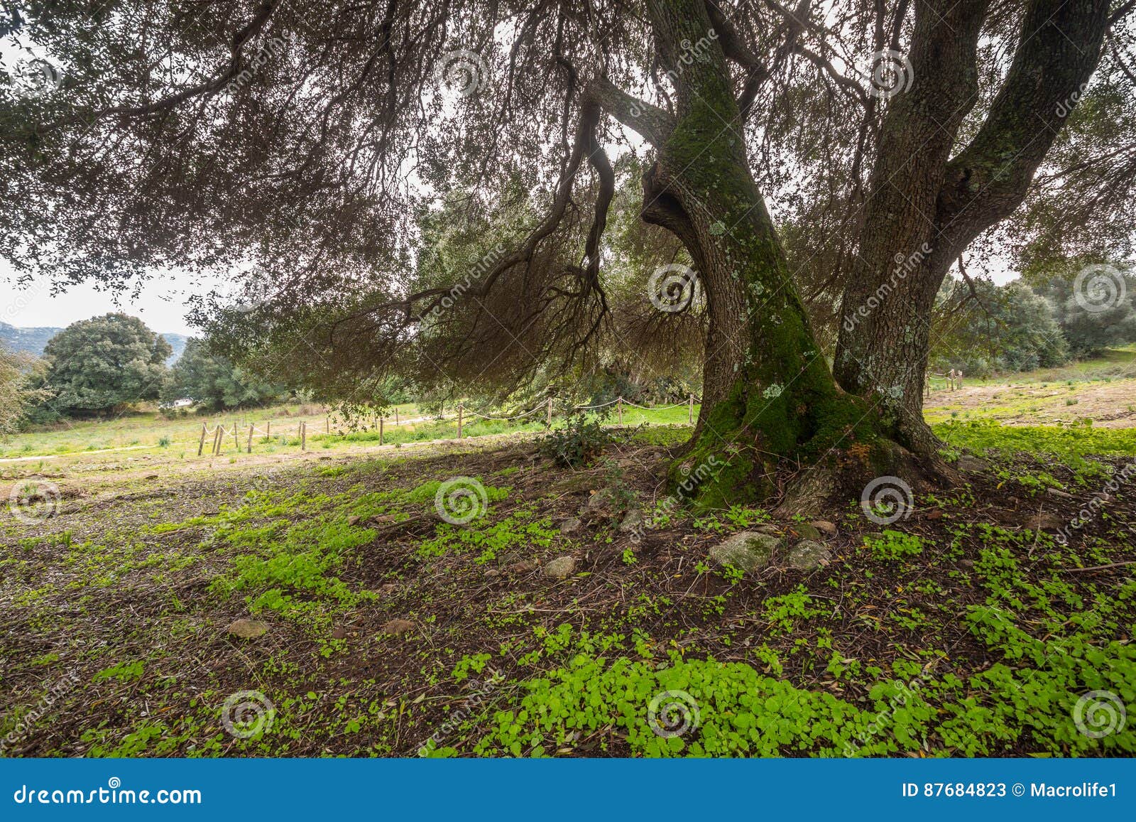 millenary olive tree