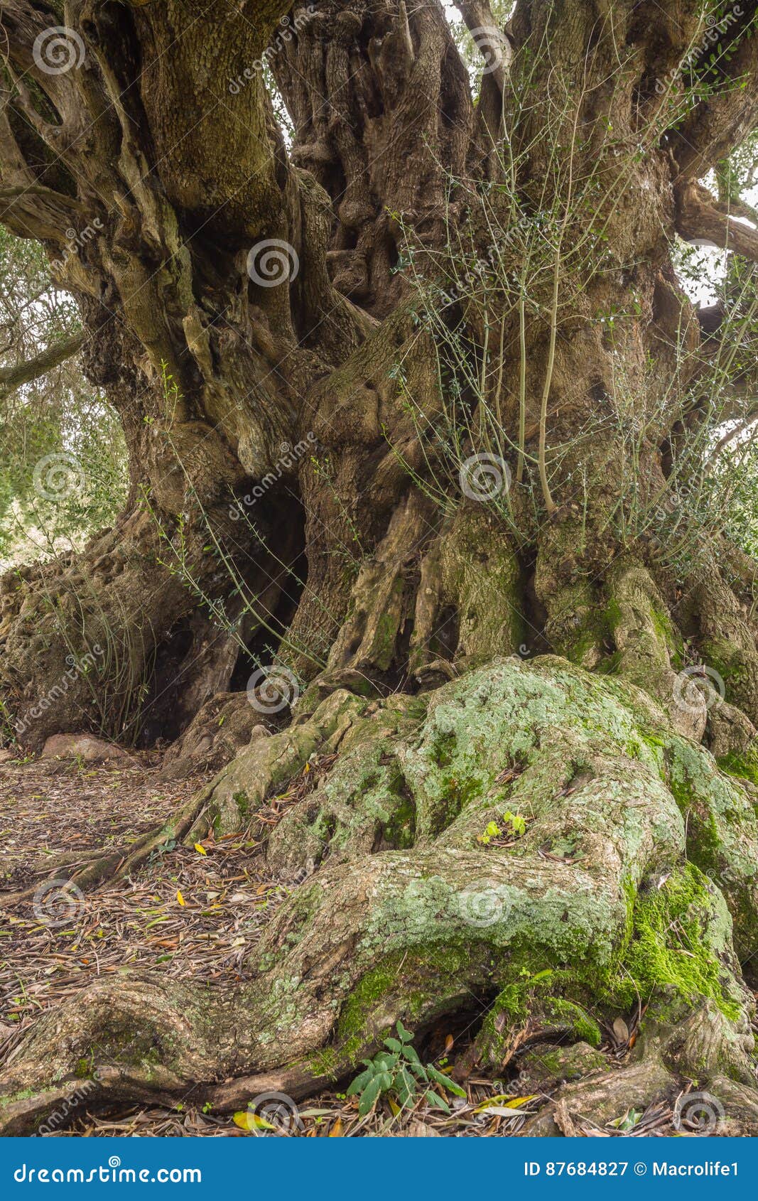 millenary olive tree