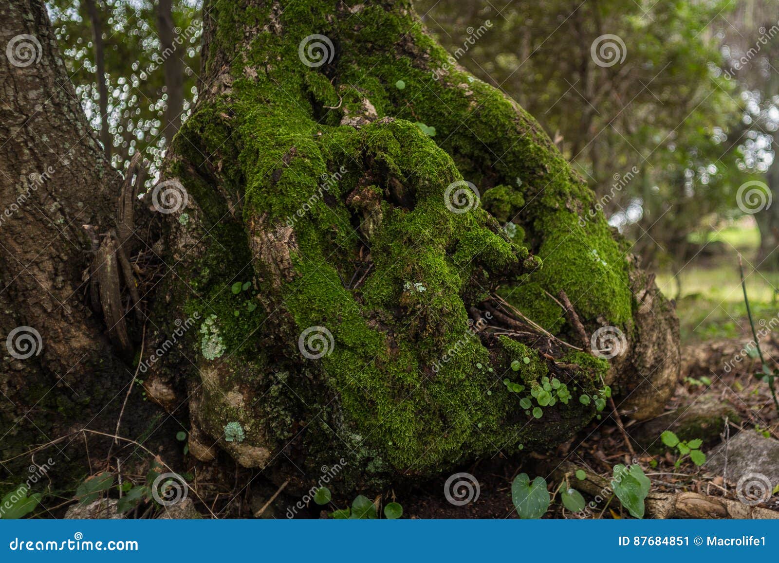 millenary olive tree