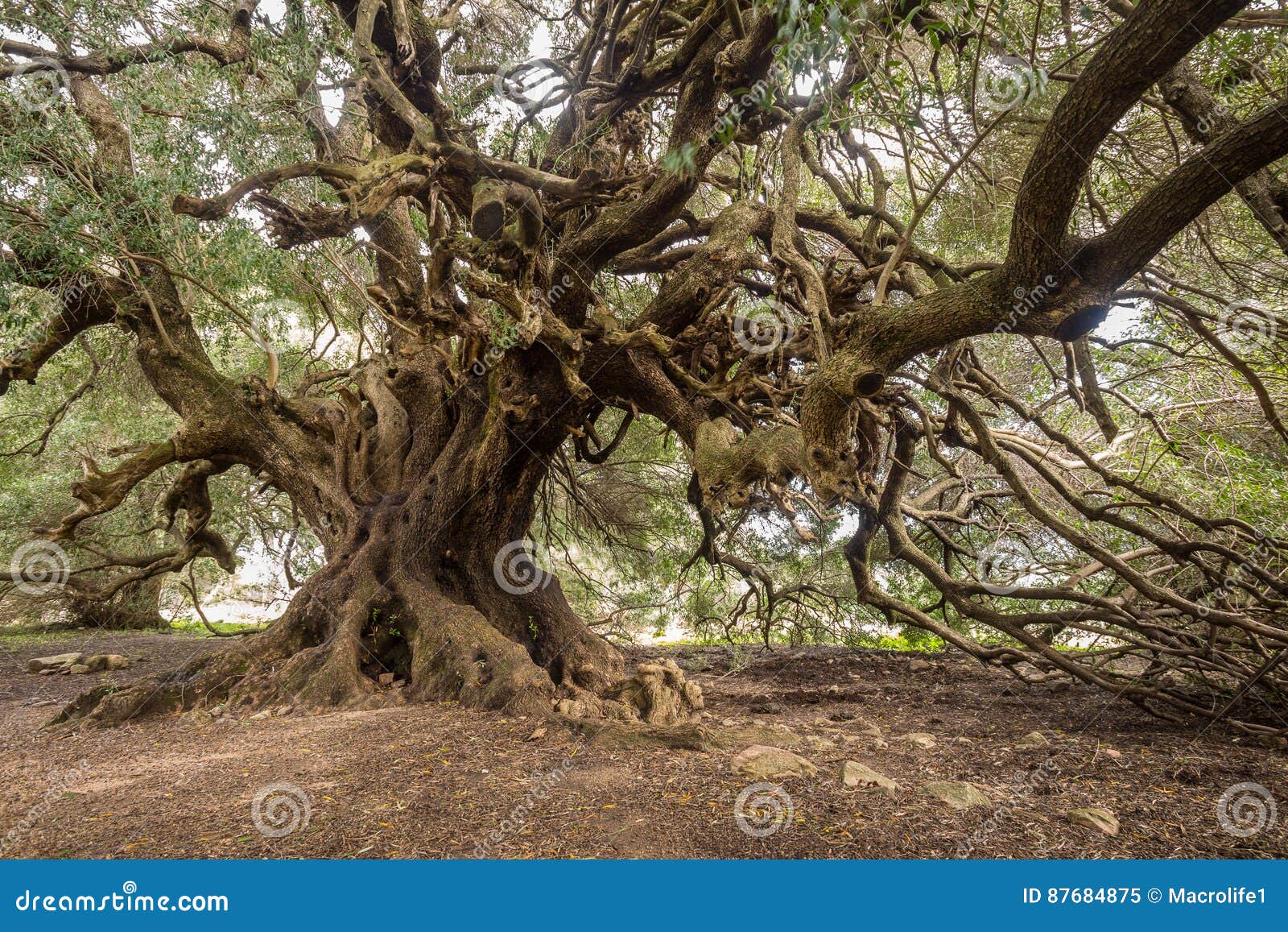 millenary olive tree