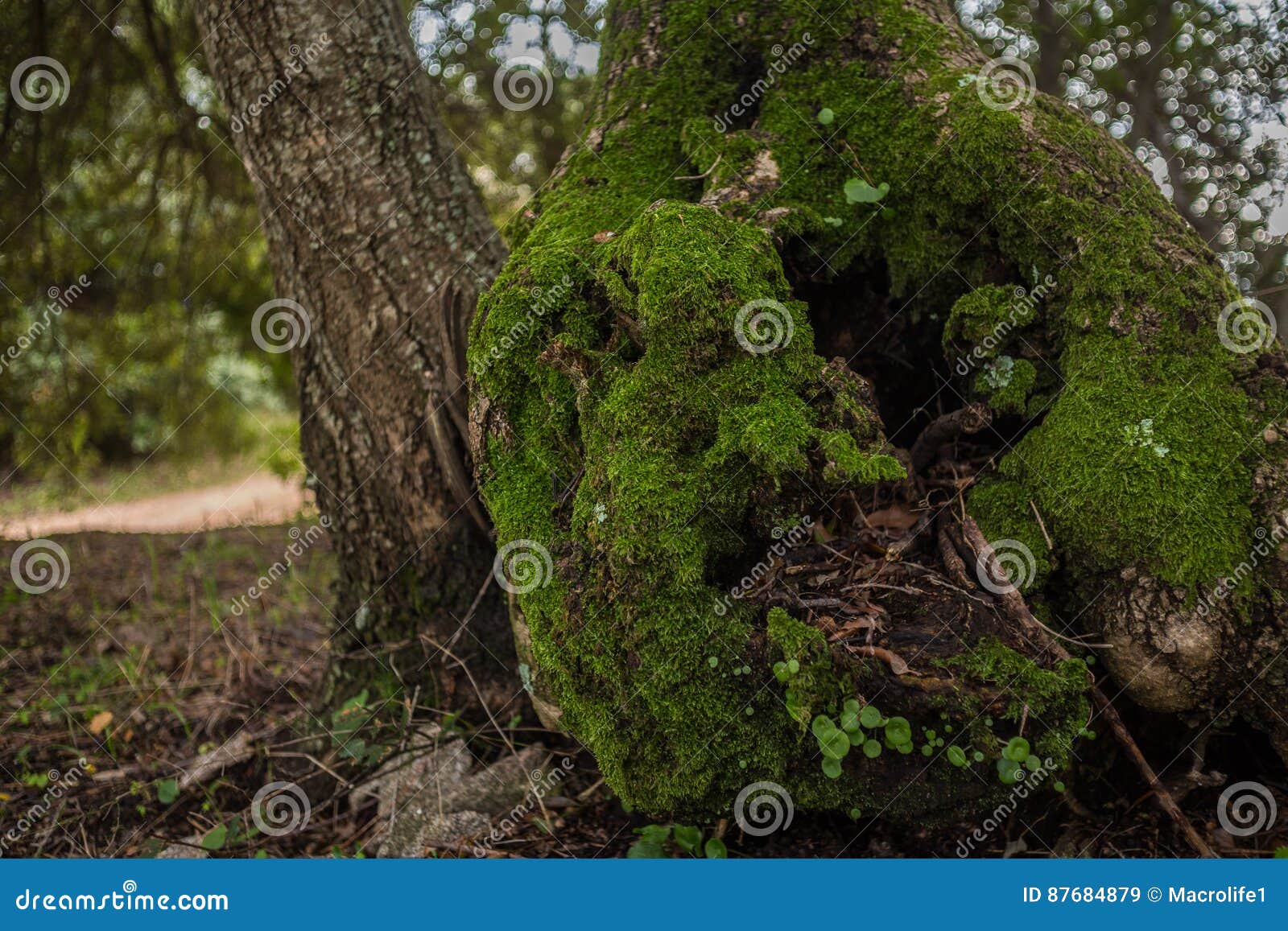 millenary olive tree