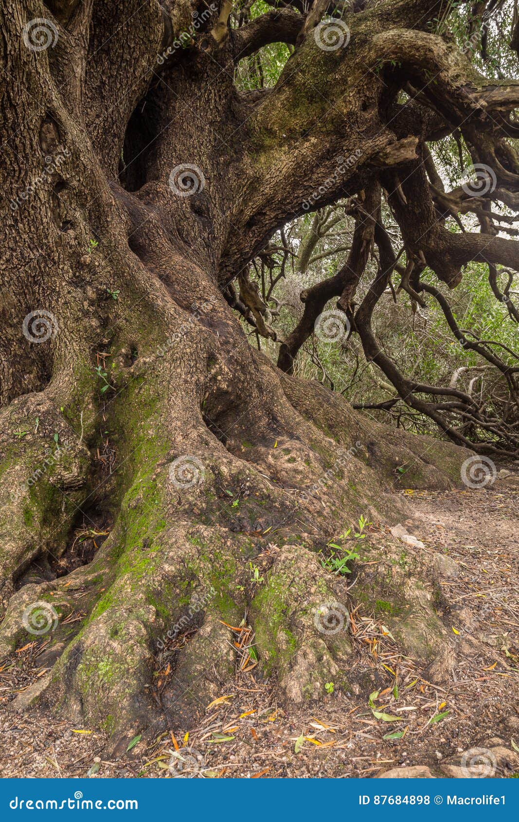 millenary olive tree