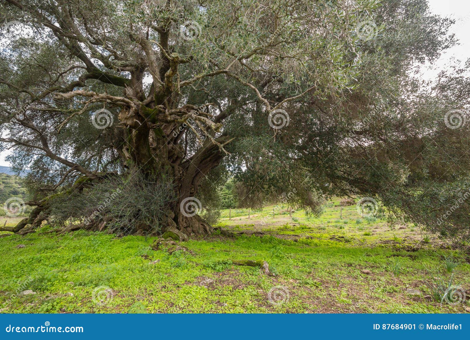 millenary olive tree