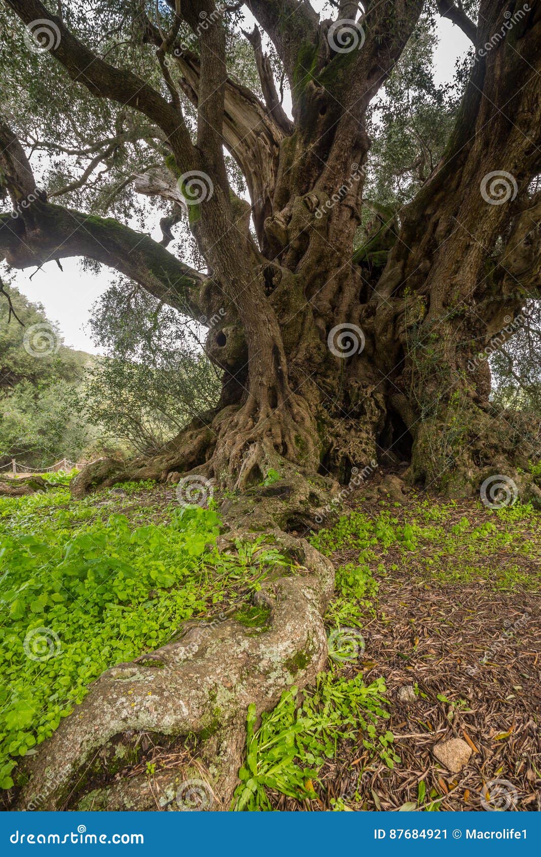 millenary olive tree