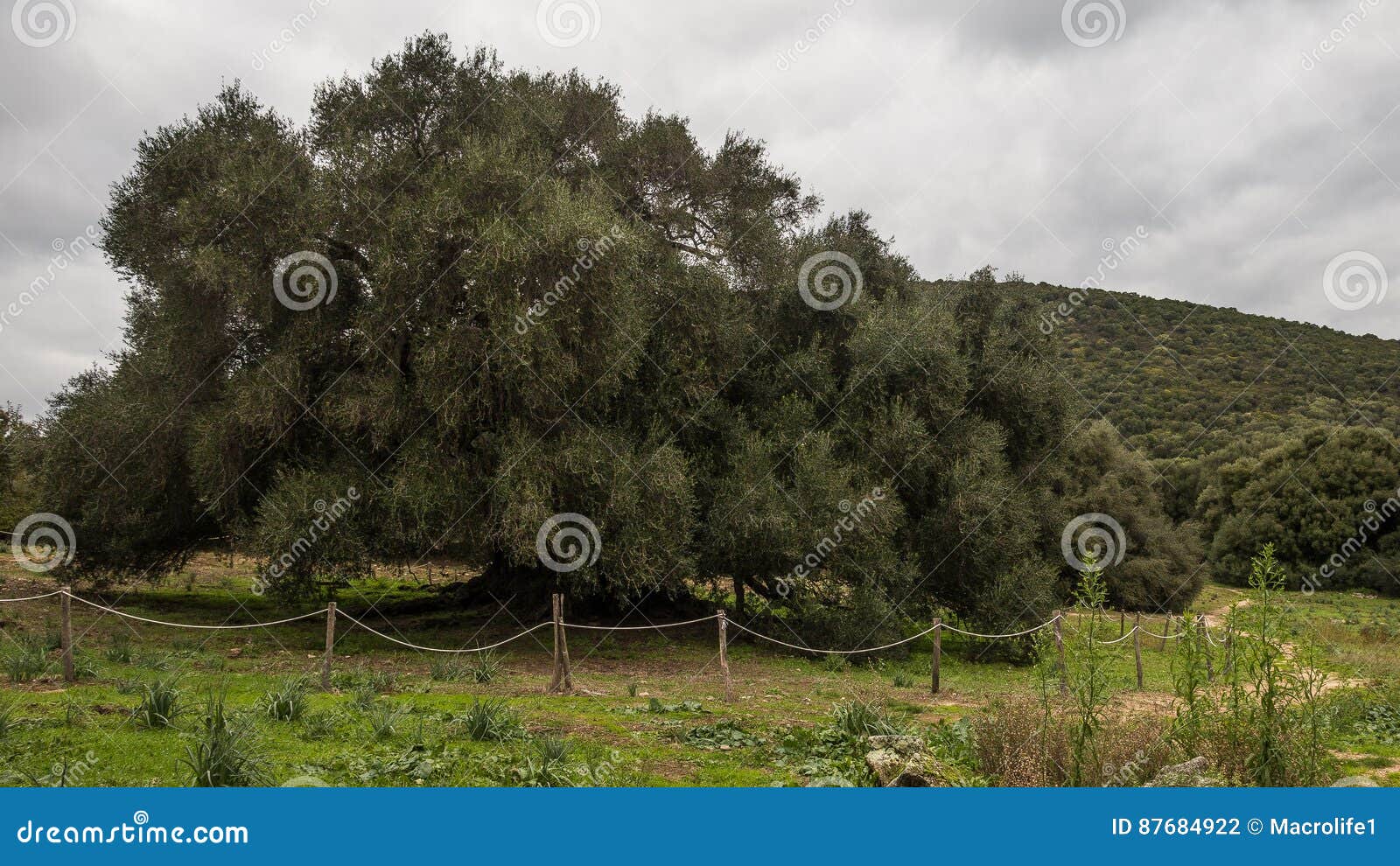 millenary olive tree