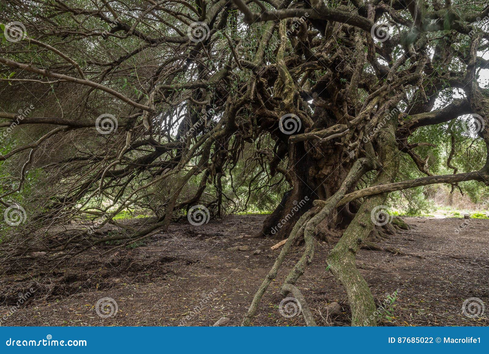 millenary olive tree