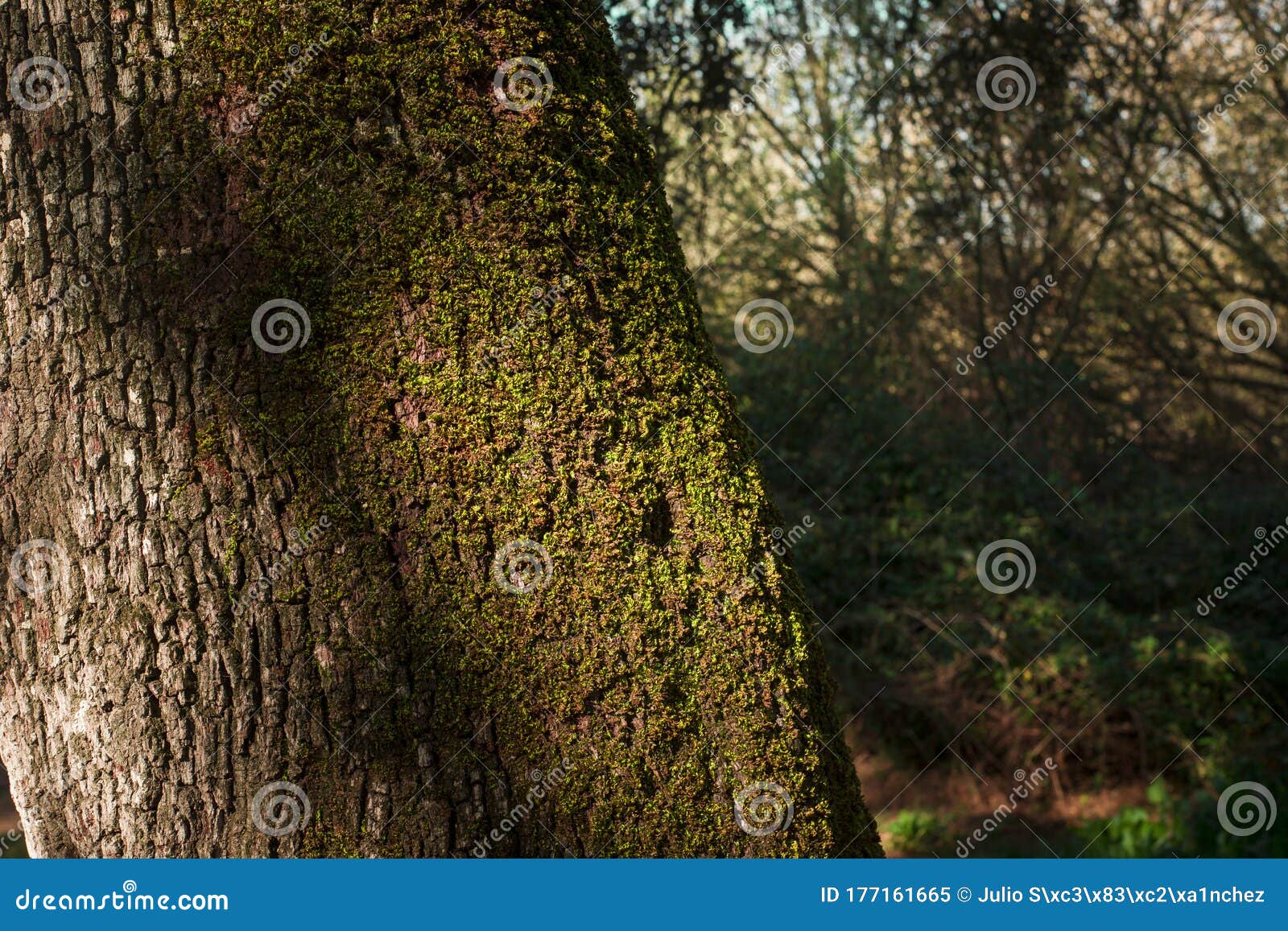 millenial tree texture in a lush forest