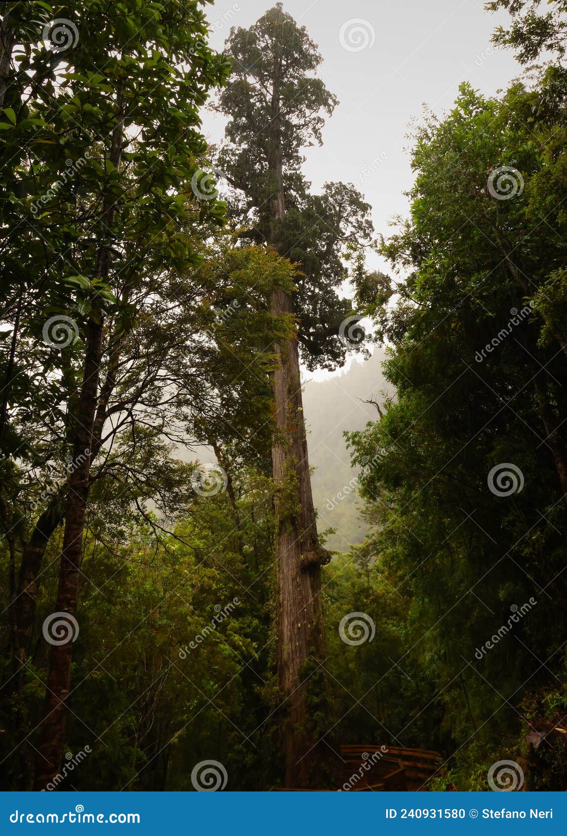 the millennial alerce in alerce andino national park, chile