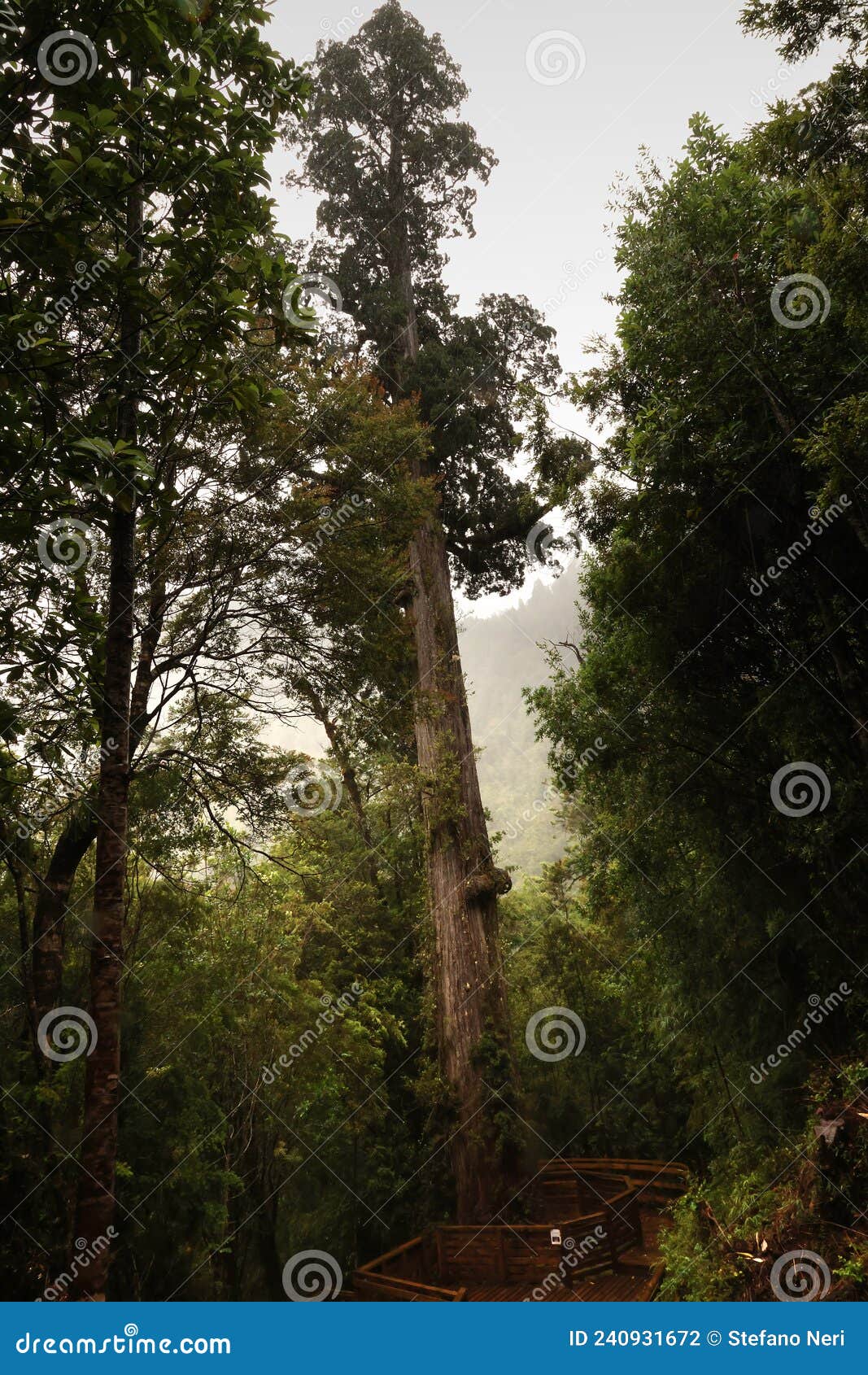 the millennial alerce in alerce andino national park, chile