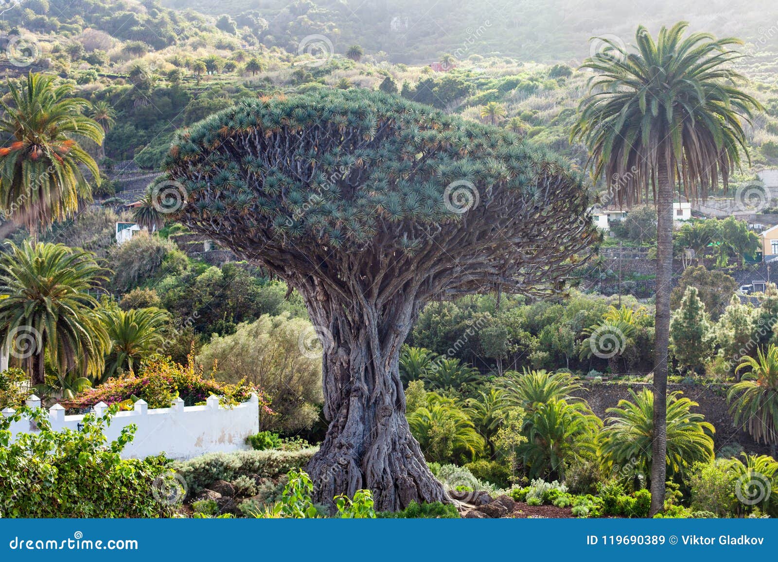 millennial dragon tree growing in icod de los vinos, tenerife, c