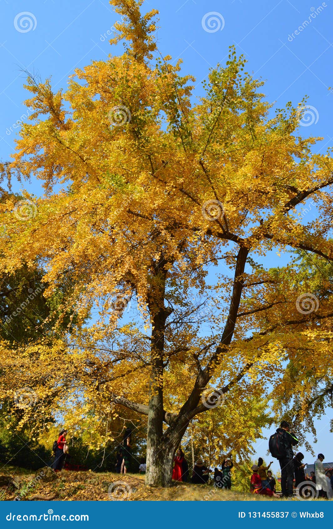 millennium ginkgo valley