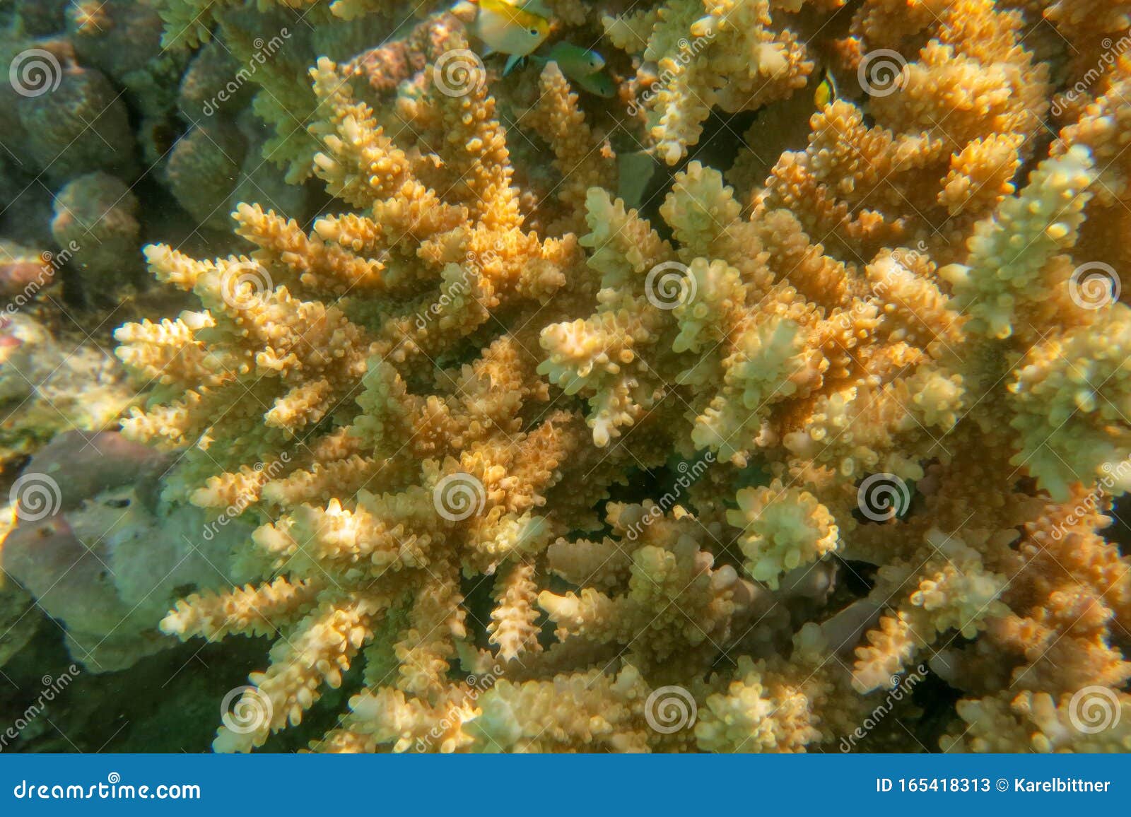 Acropora Millepora Coral Stock Photography | CartoonDealer.com #53599976