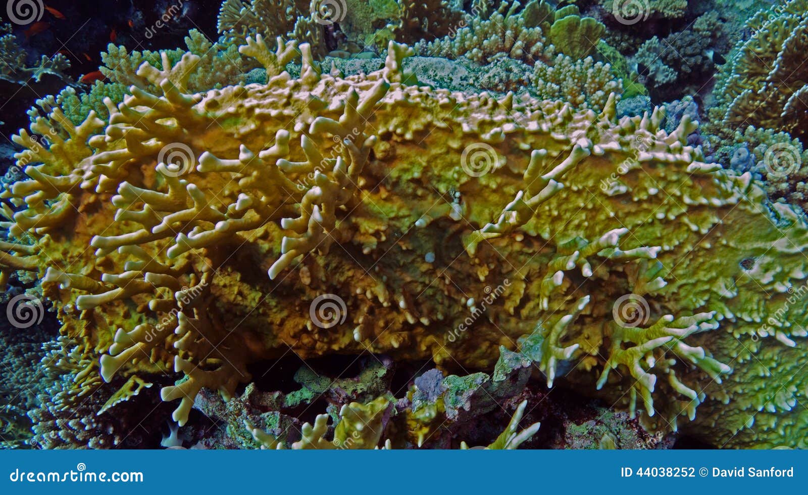 Millepora dichotoma stock photo. Image of blue, underwater - 44038252