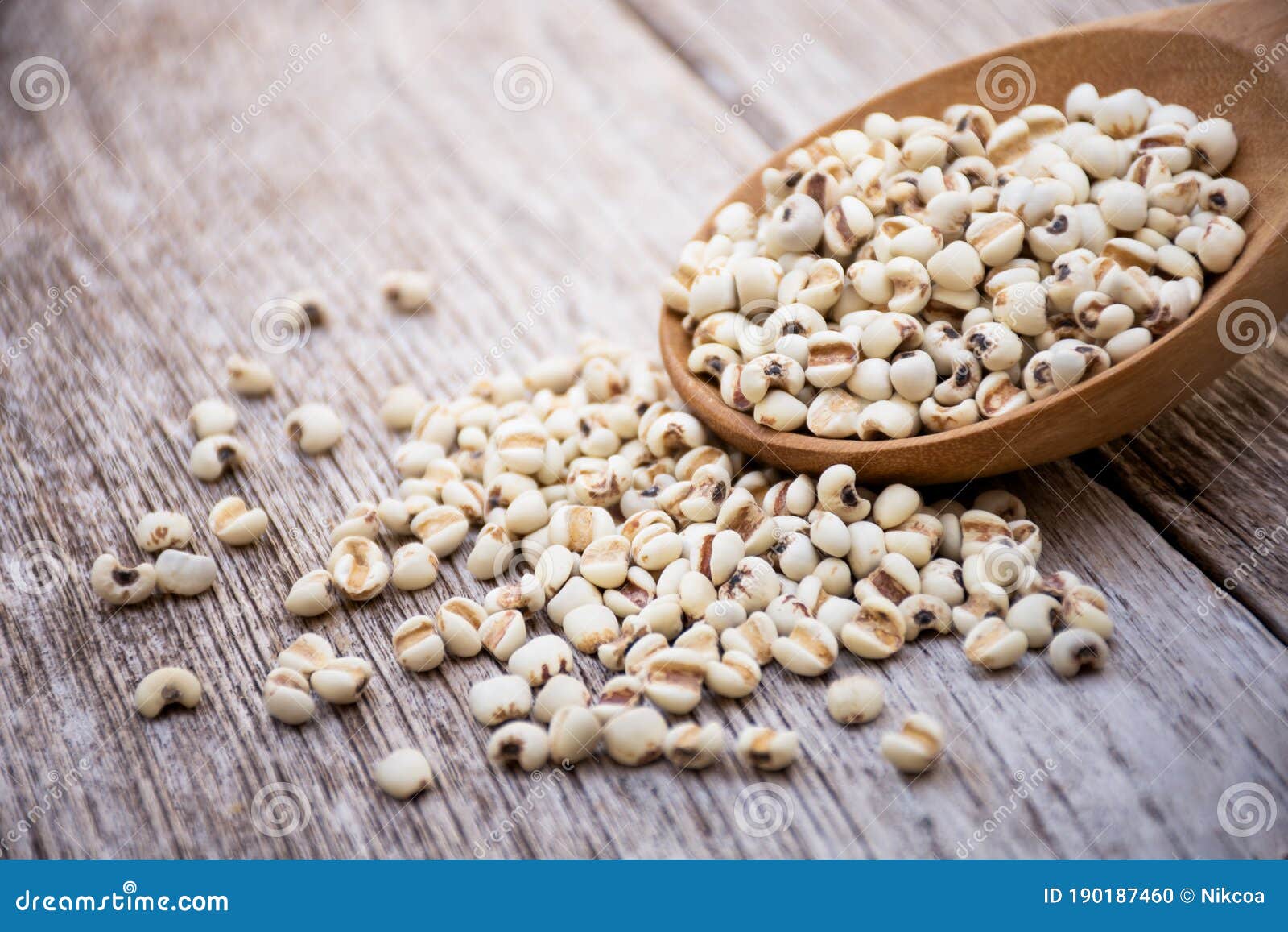 White Job`s Tears Adlay Millet, Pearl Millet or Coix Seeds Stock Photo