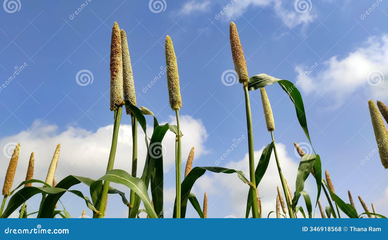 ripping millet crop with cloudy sky, ripping millet crop