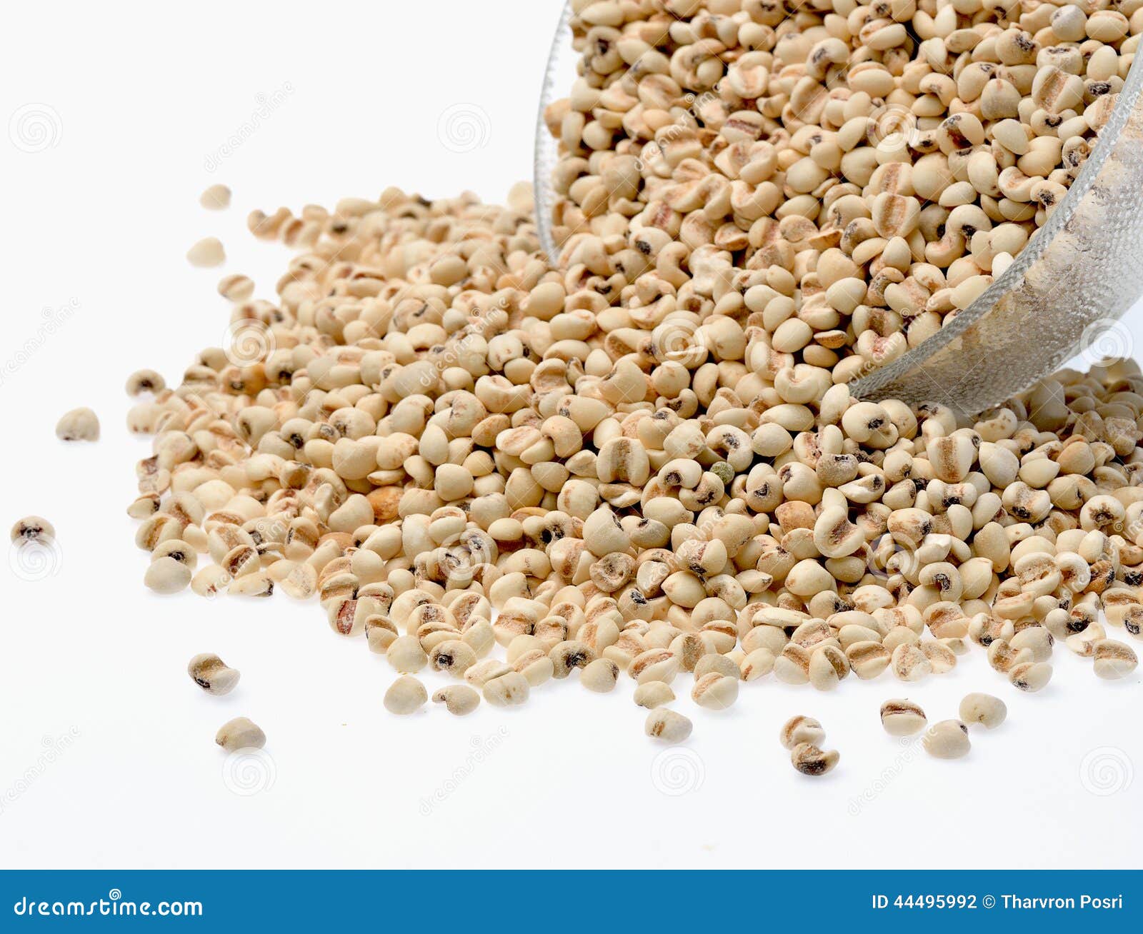 Millet D'isolement Sur Le Fond Blanc Photo stock Image du ingrédient