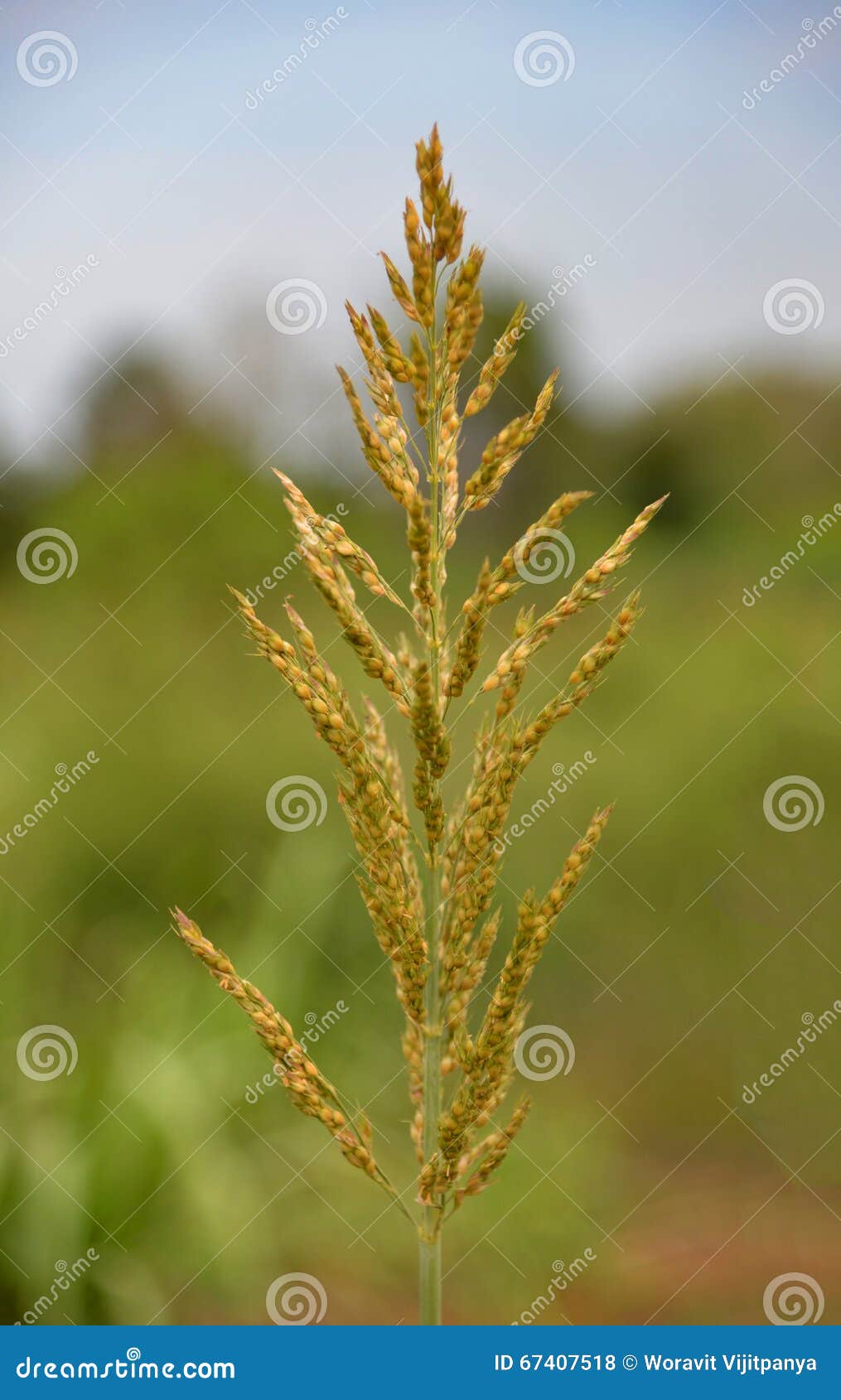 Millet Flowers stock photo. Image of semi, plant, finger 67407518