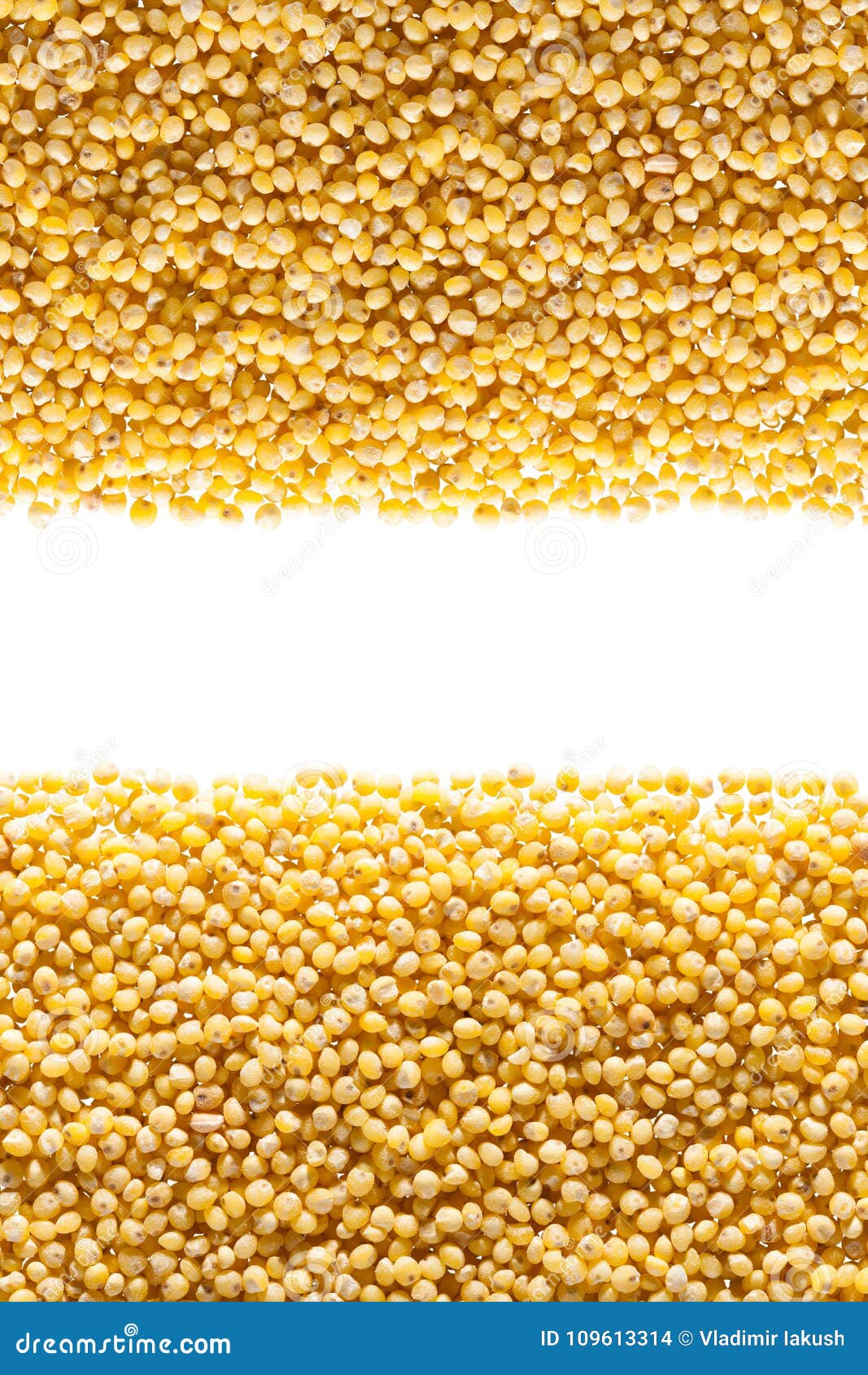 Grains from millet stock photo. Image of uncooked, closeup 109613314