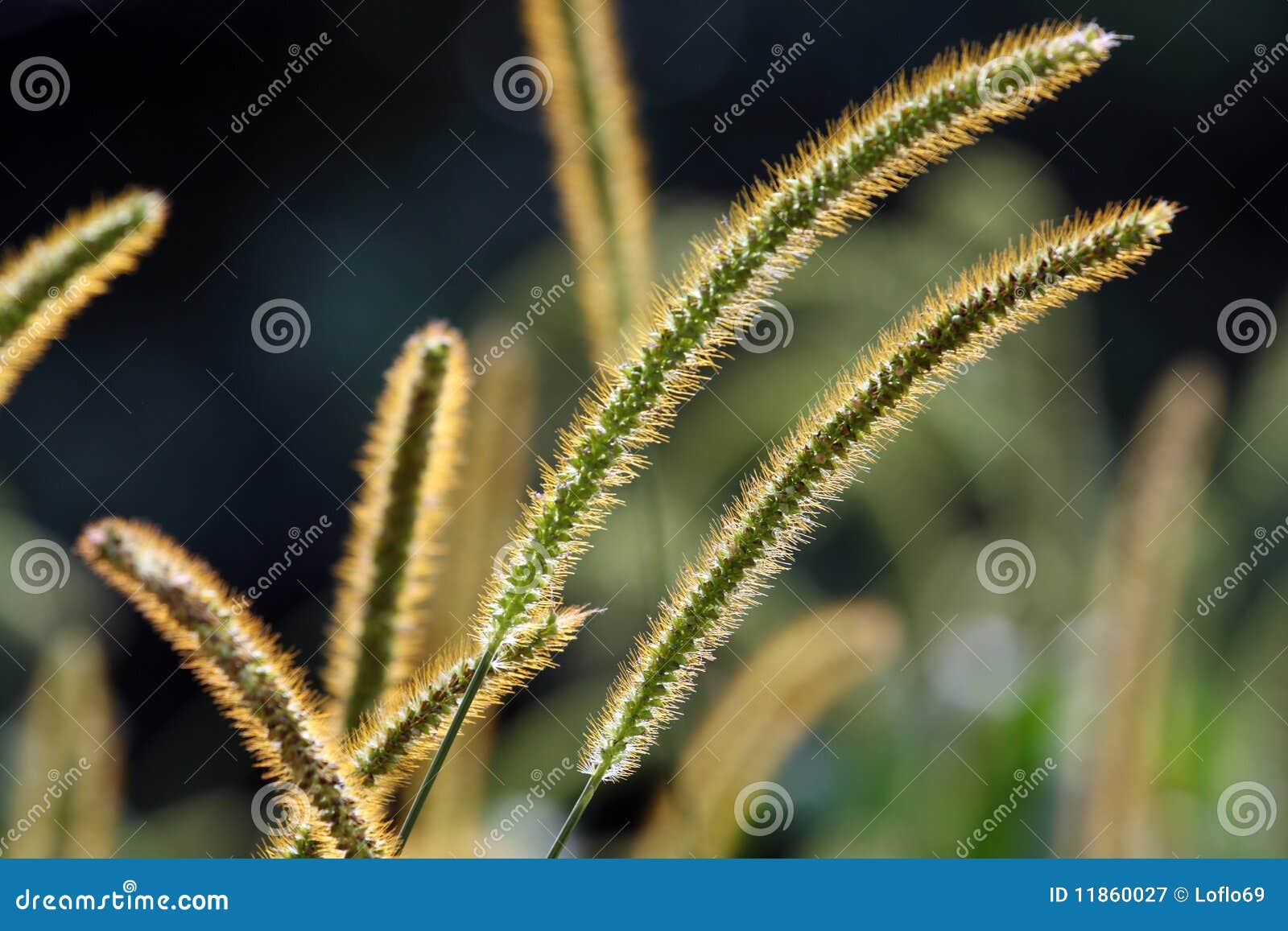 Millet Grass Plant in Sunlight Stock Image Image of grass, plant