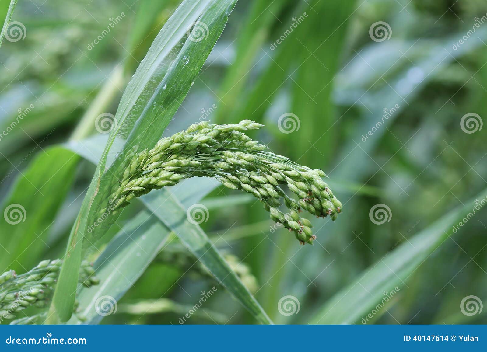 Millet stock photo. Image of industry, exuberant, health 40147614