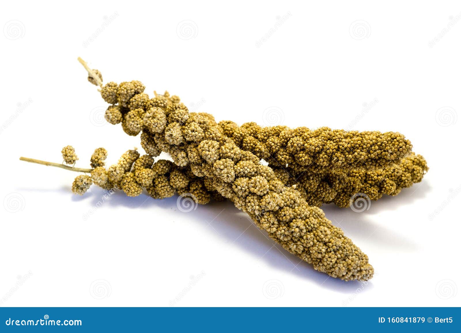 Millet Isolated On White Background Stock Image Image of nutrition