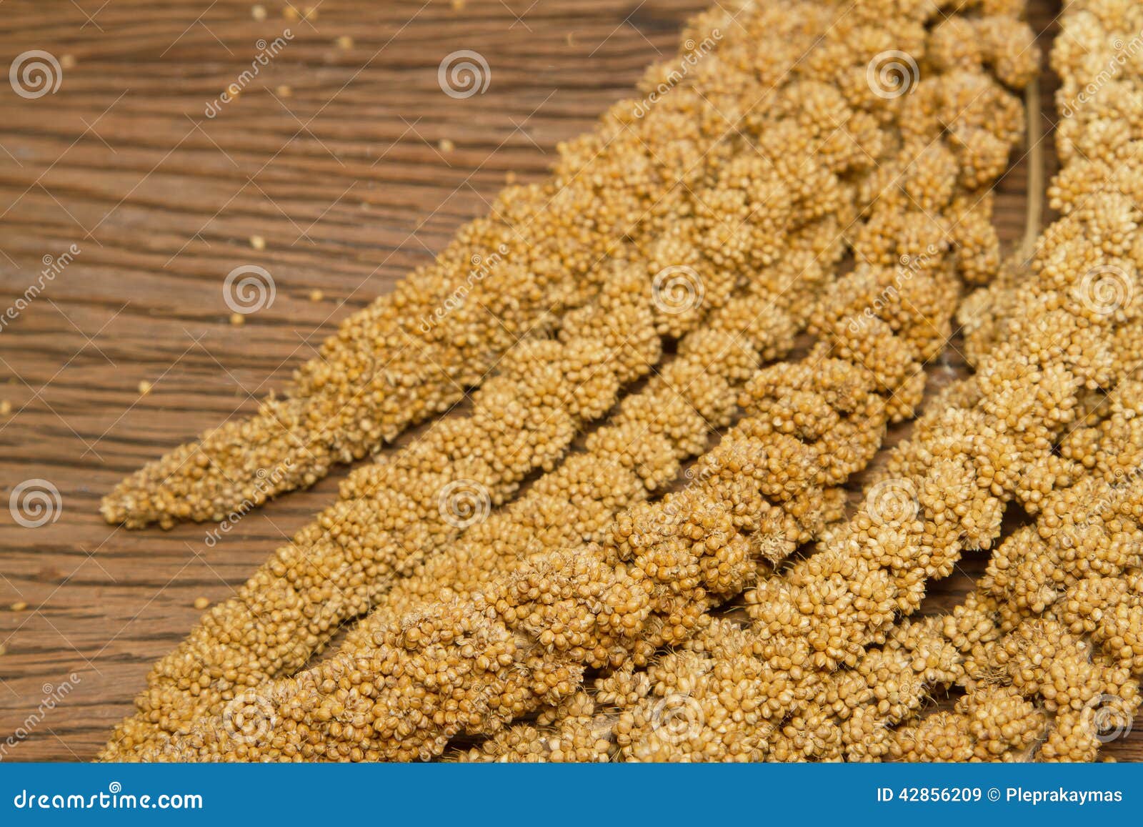 Millet Mûr, Nourriture Pour Oiseaux Image stock Image du birdcage