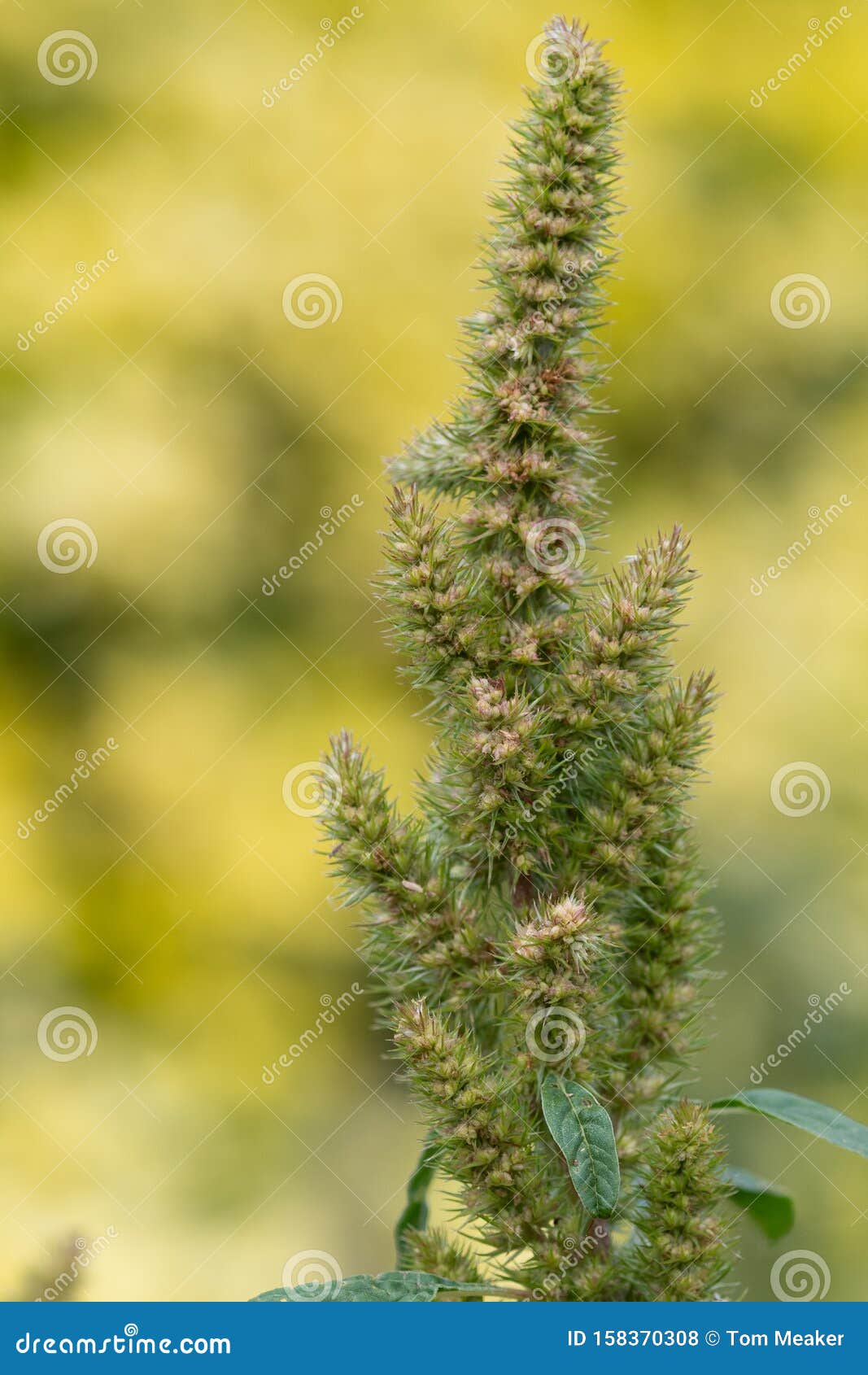 Millet plant stock photo. Image of plants, macro, growth 158370308