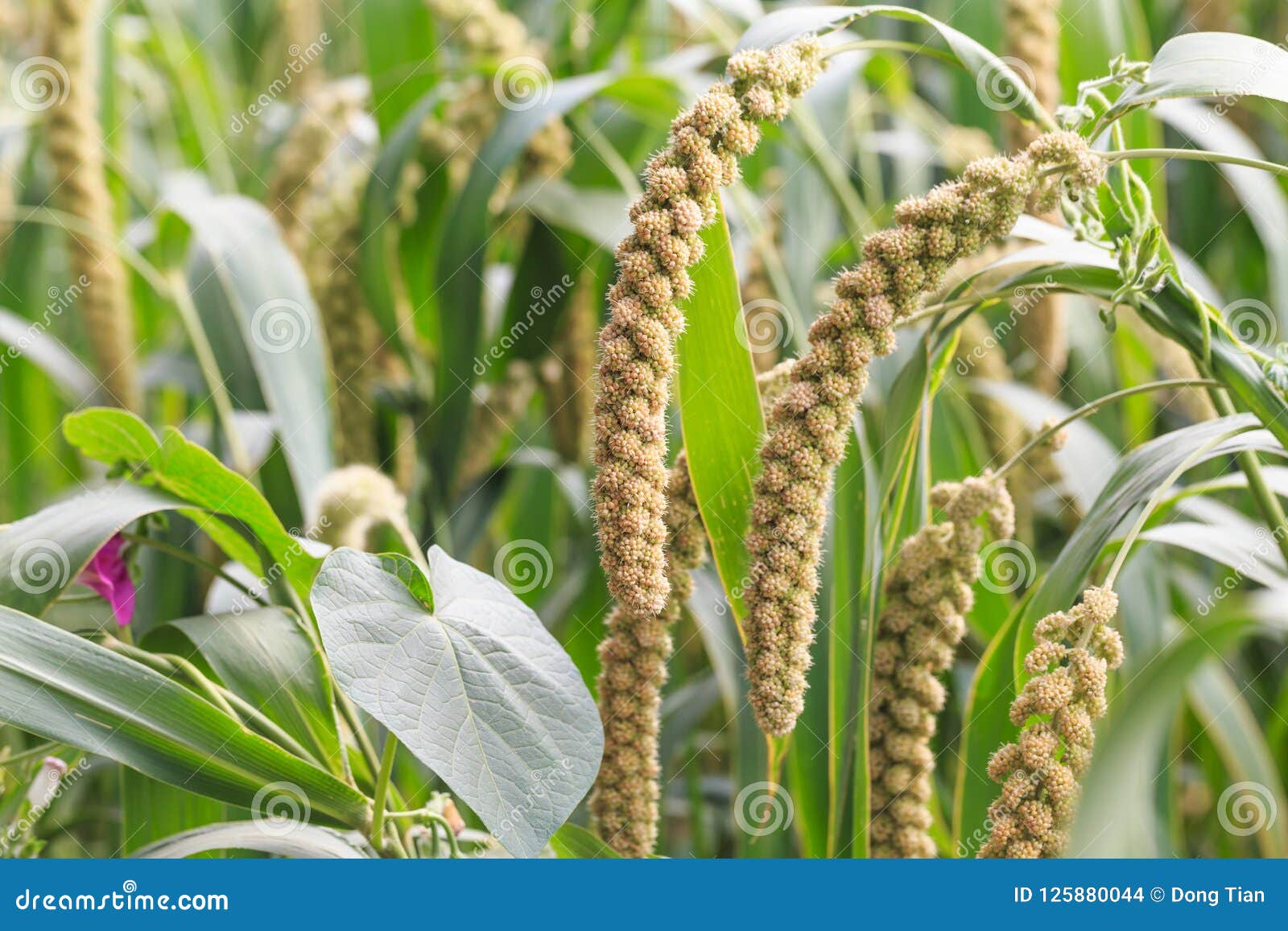 Millet Planted in the Fields Stock Photo Image of china, grain 125880044